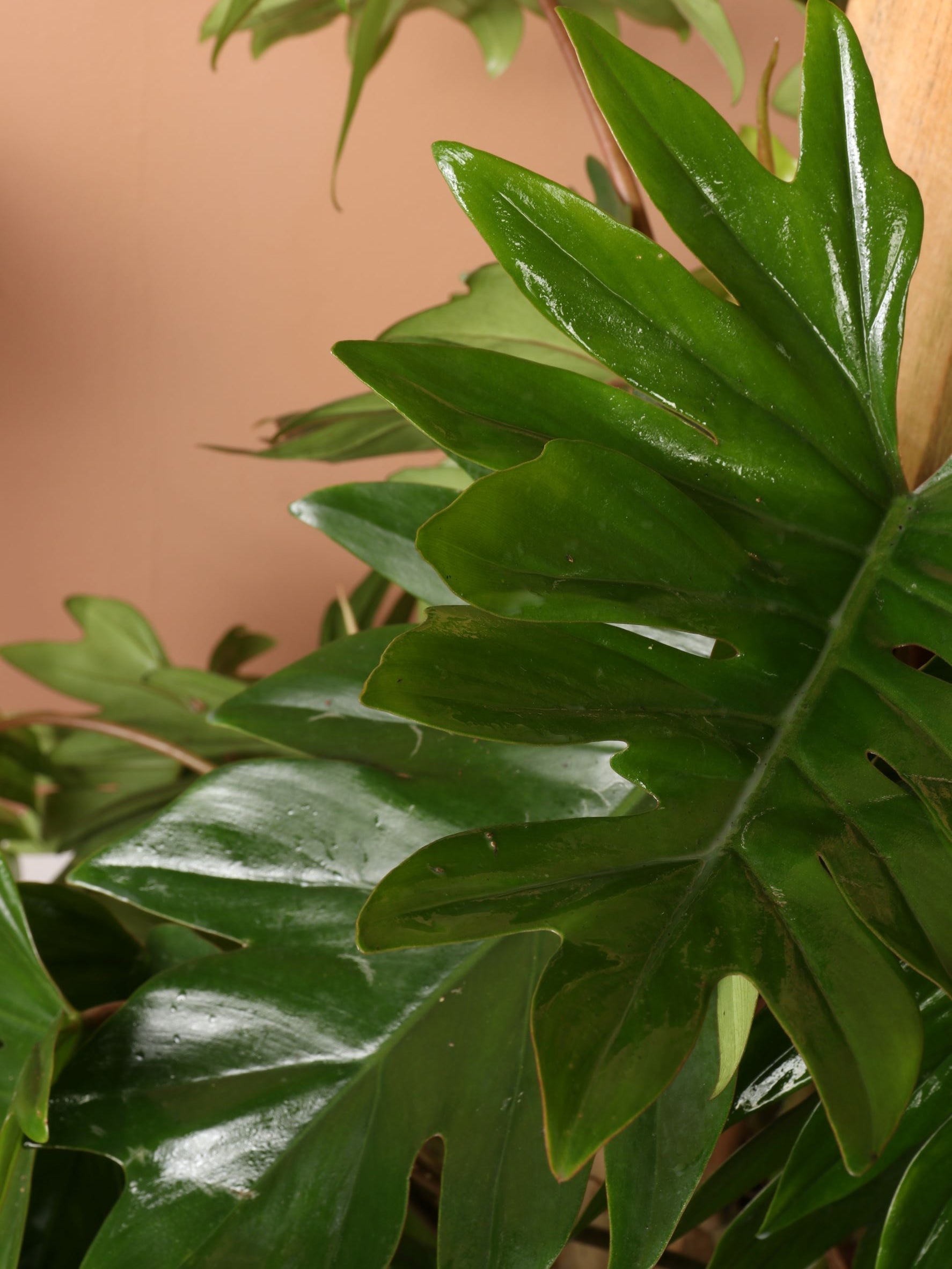 Large Philodendron 'Dubium'