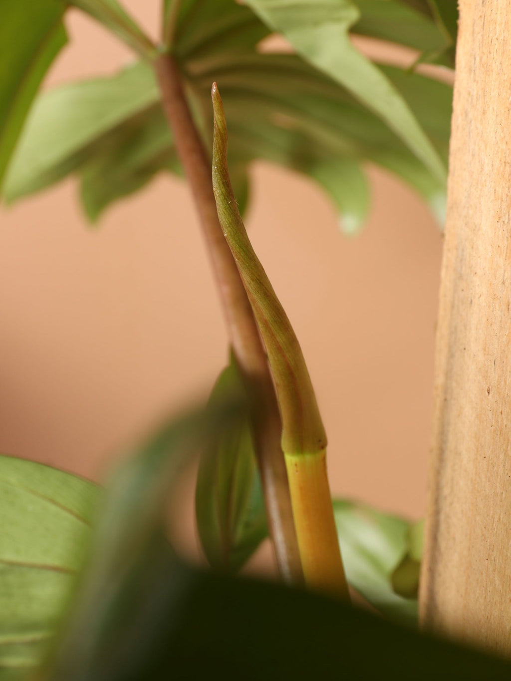 Large Philodendron 'Dubium'