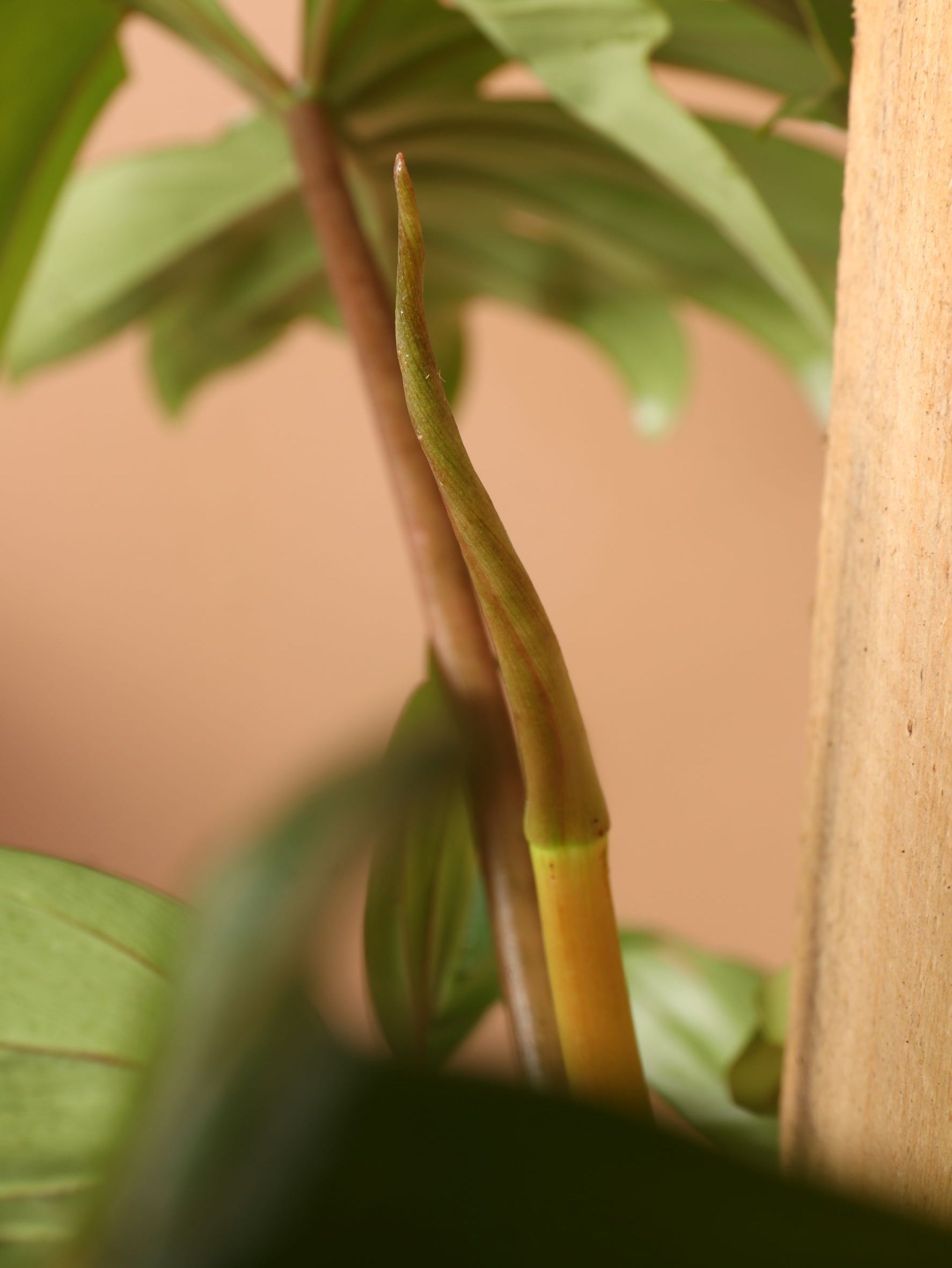 Large Philodendron 'Dubium'