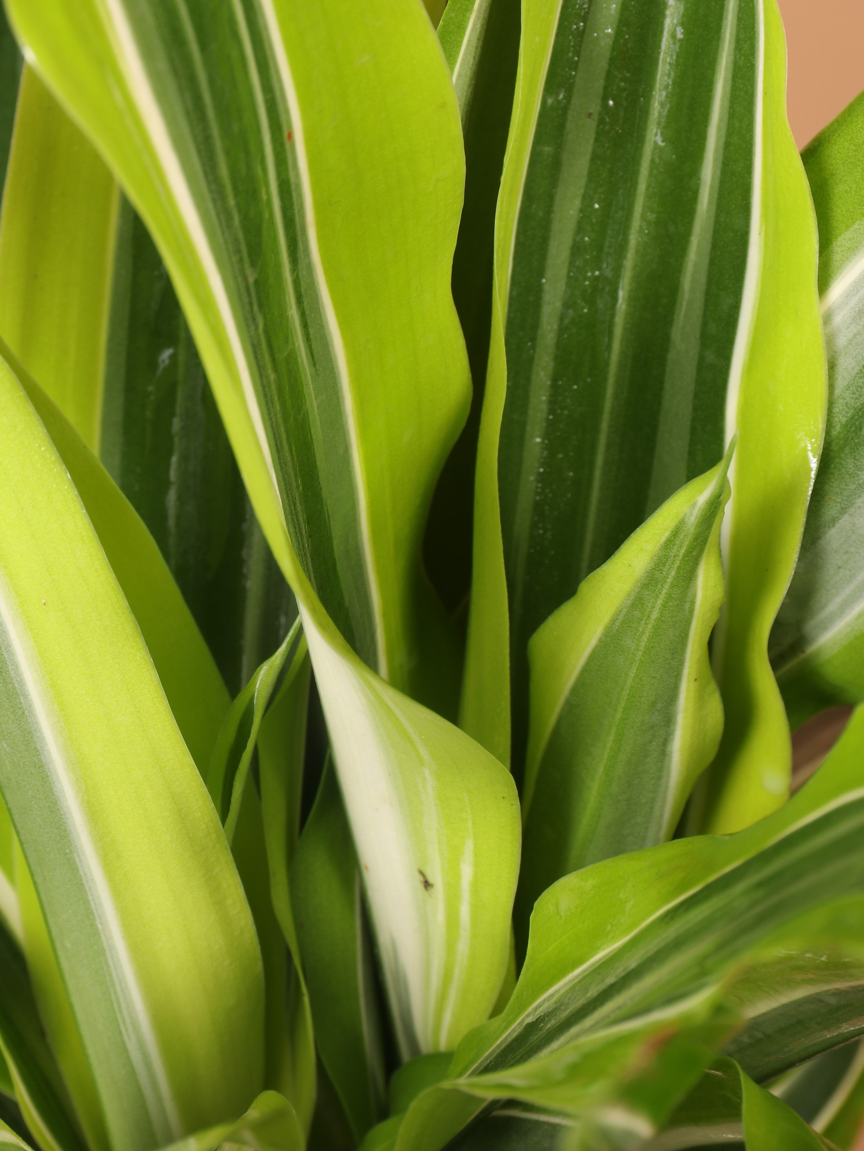 Extra Large Dracaena Warneckii 'Lemon Lime' Cane
