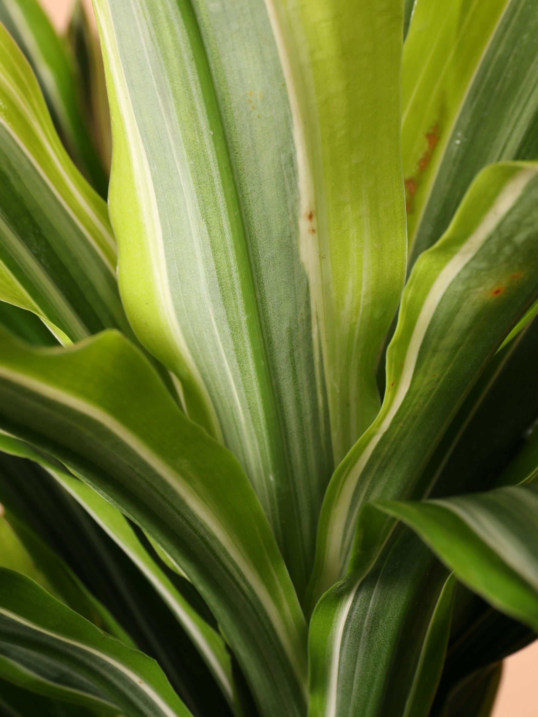 Extra Large Dracaena Warneckii 'Lemon Lime' Cane