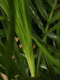 Full Size Bamboo Palm