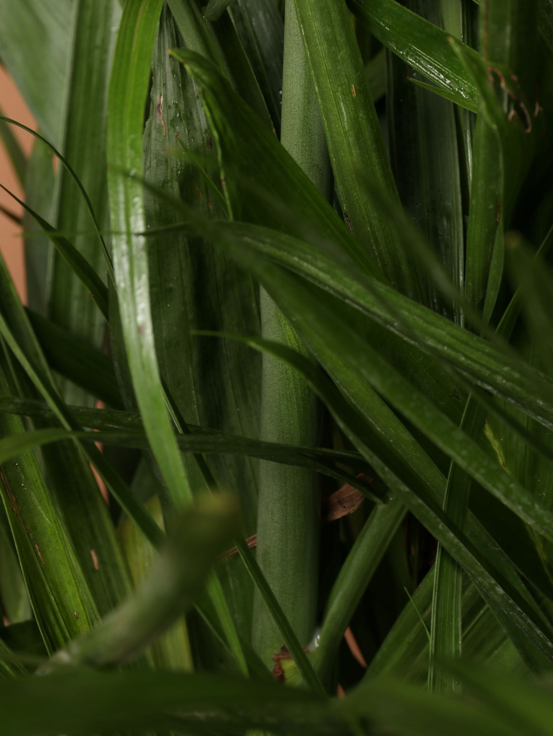 Full Size Bamboo Palm