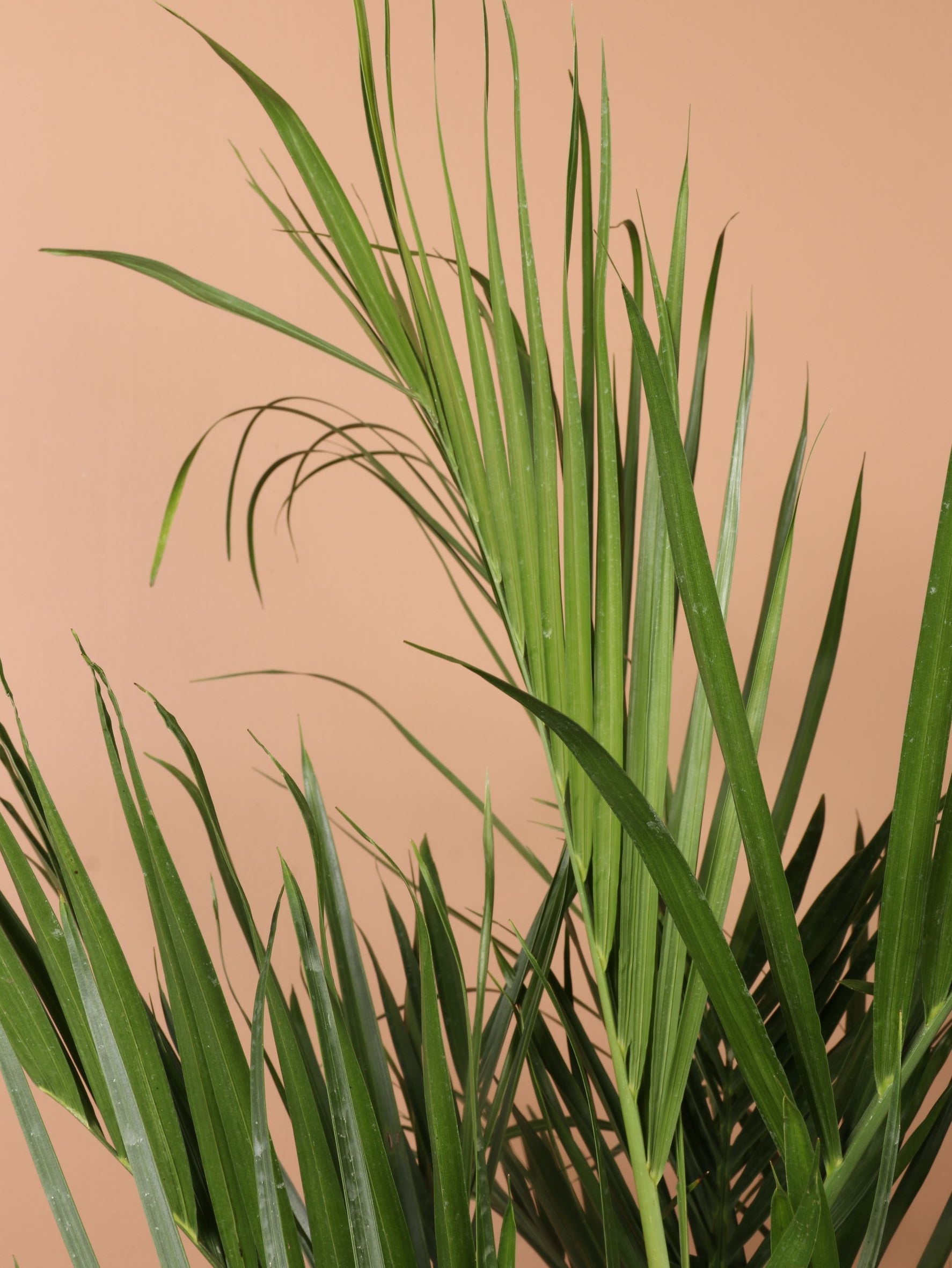 Extra Large Bamboo Palm