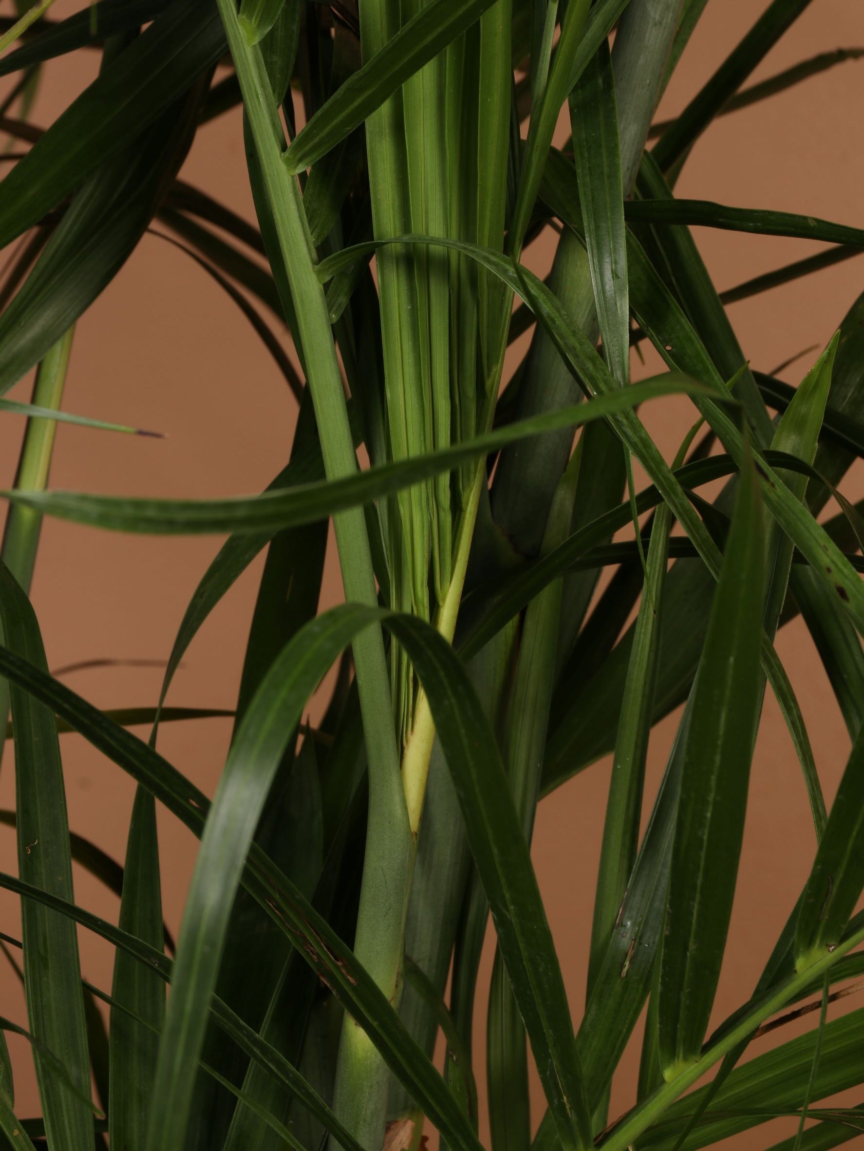 Extra Large Bamboo Palm