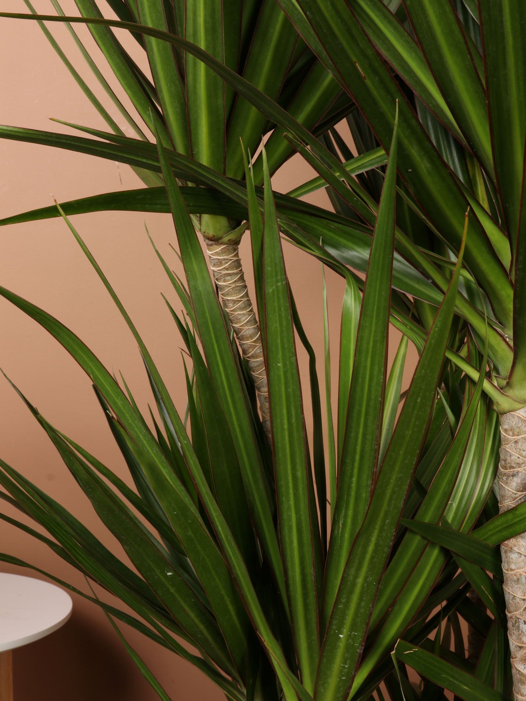 Extra Large Dracaena Marginata