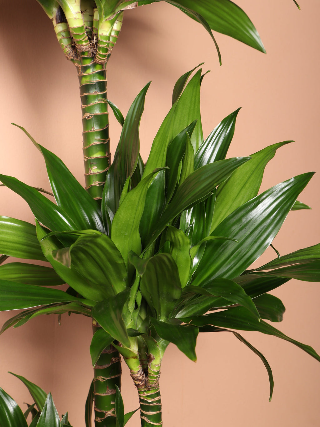 Extra Large Dracaena 'Compacta'