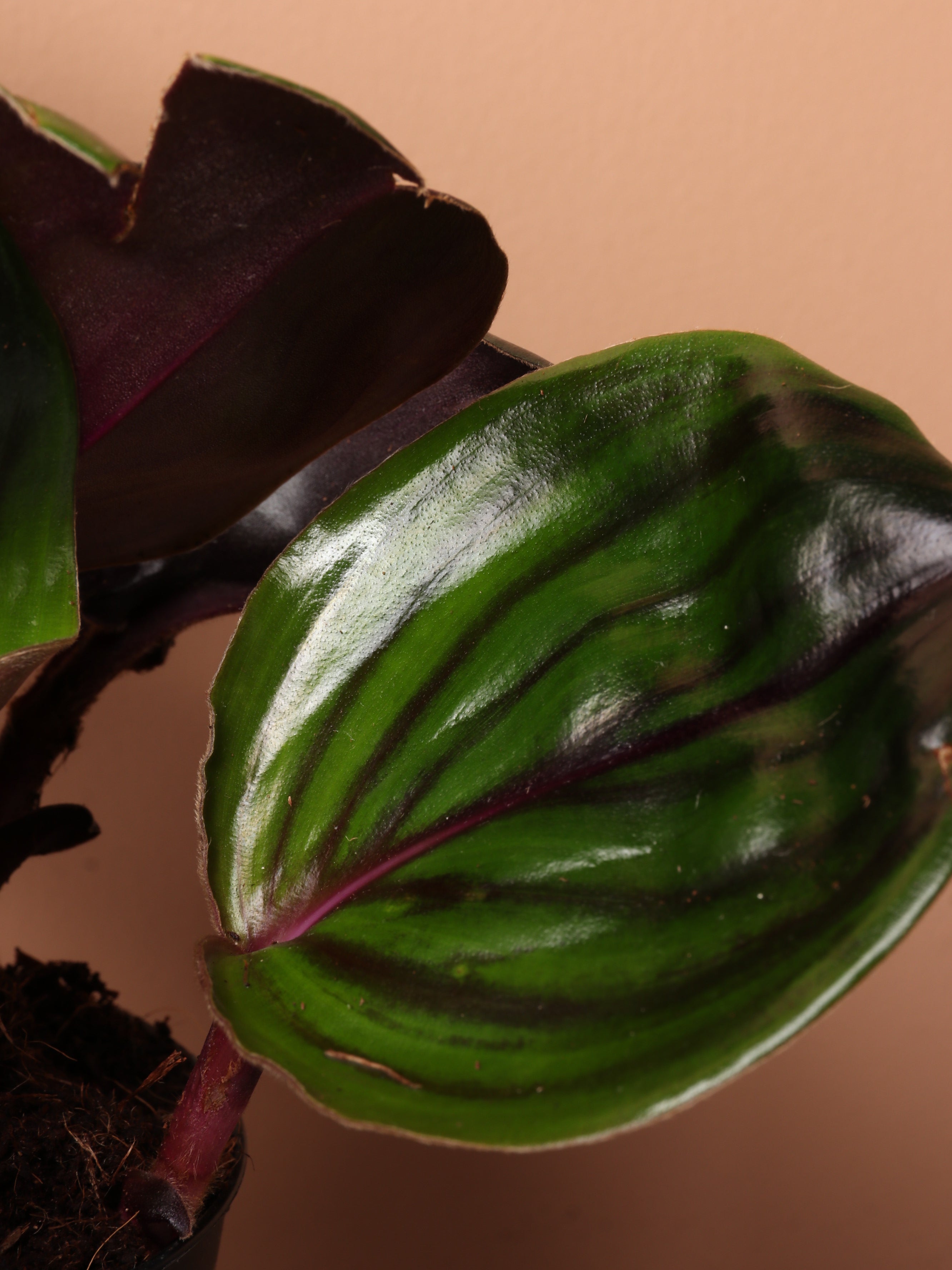 Medium Geogenanthus 'ciliatus'