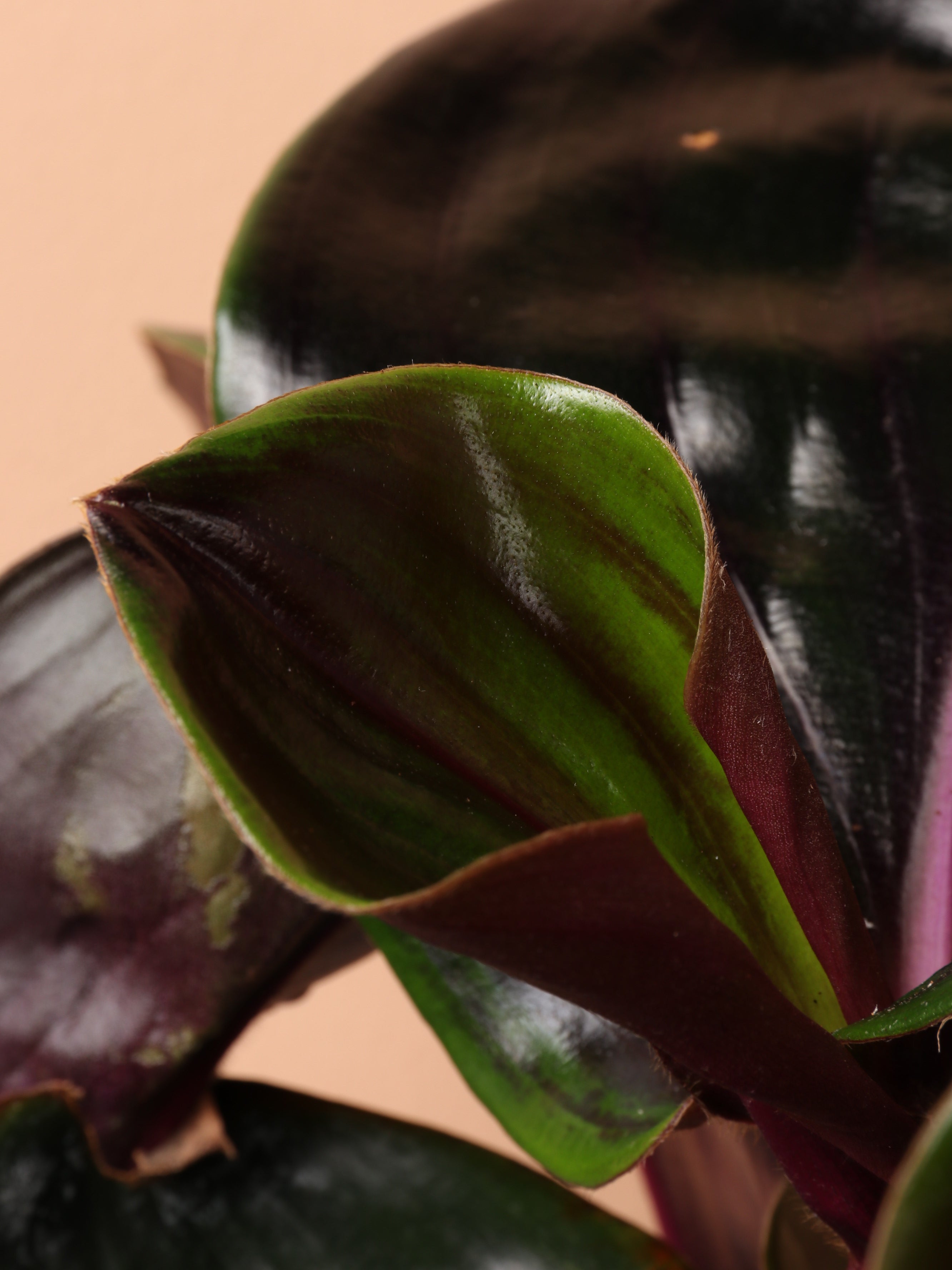 Medium Geogenanthus 'ciliatus'