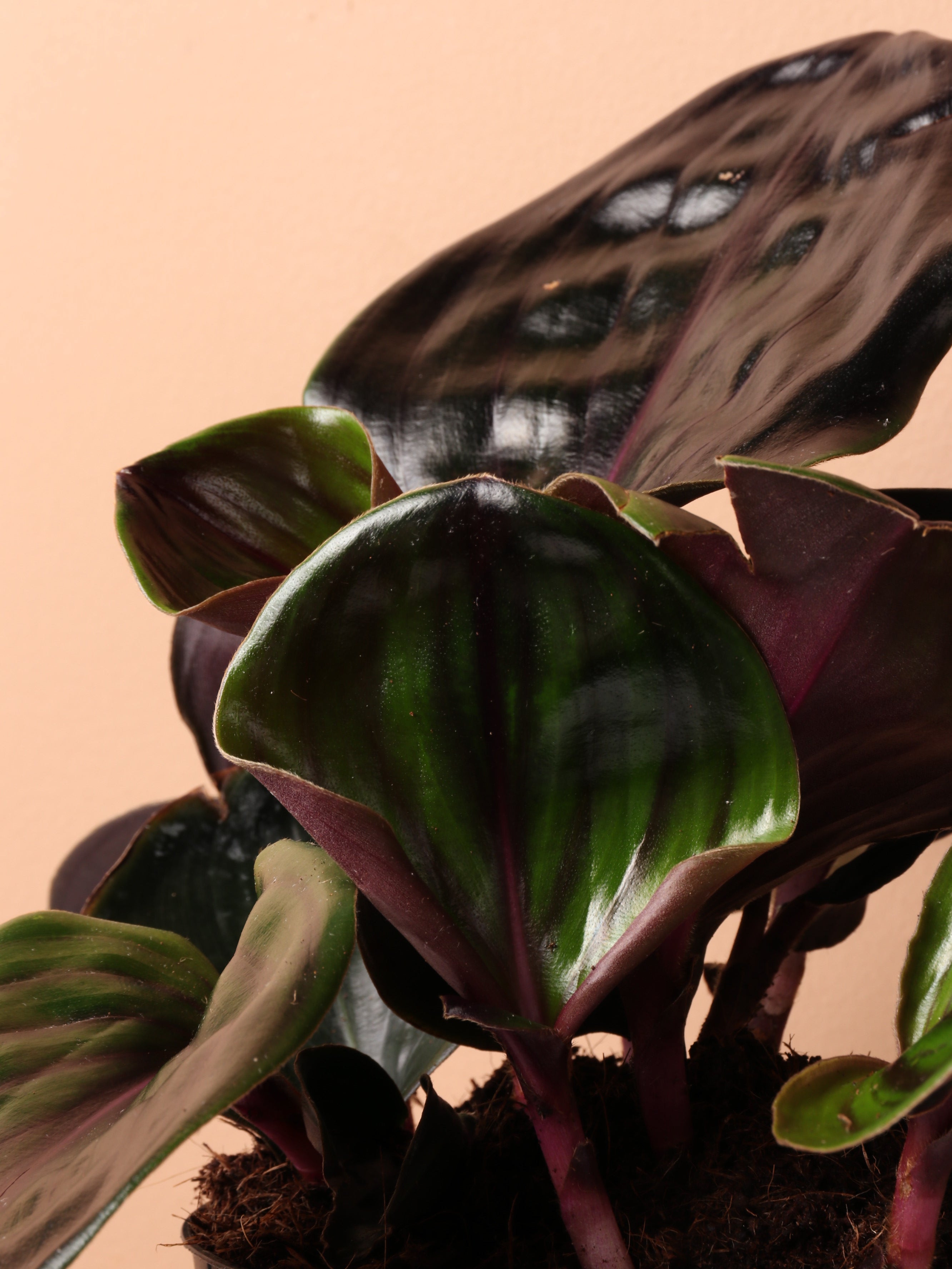 Medium Geogenanthus 'ciliatus'