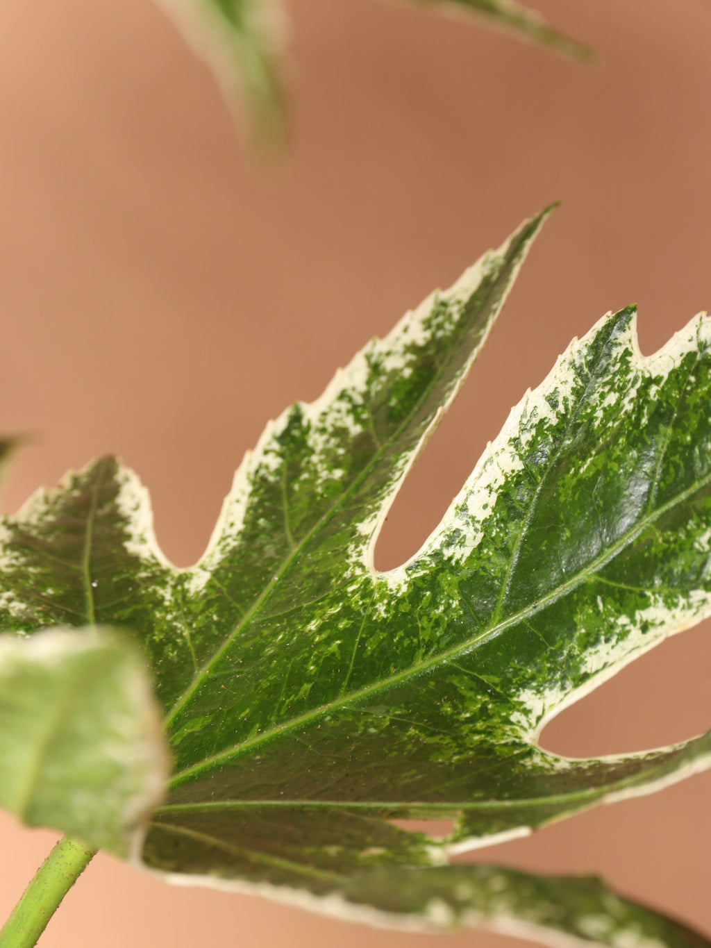 Medium Spider Web Aralia 'Fatsia Japonica'