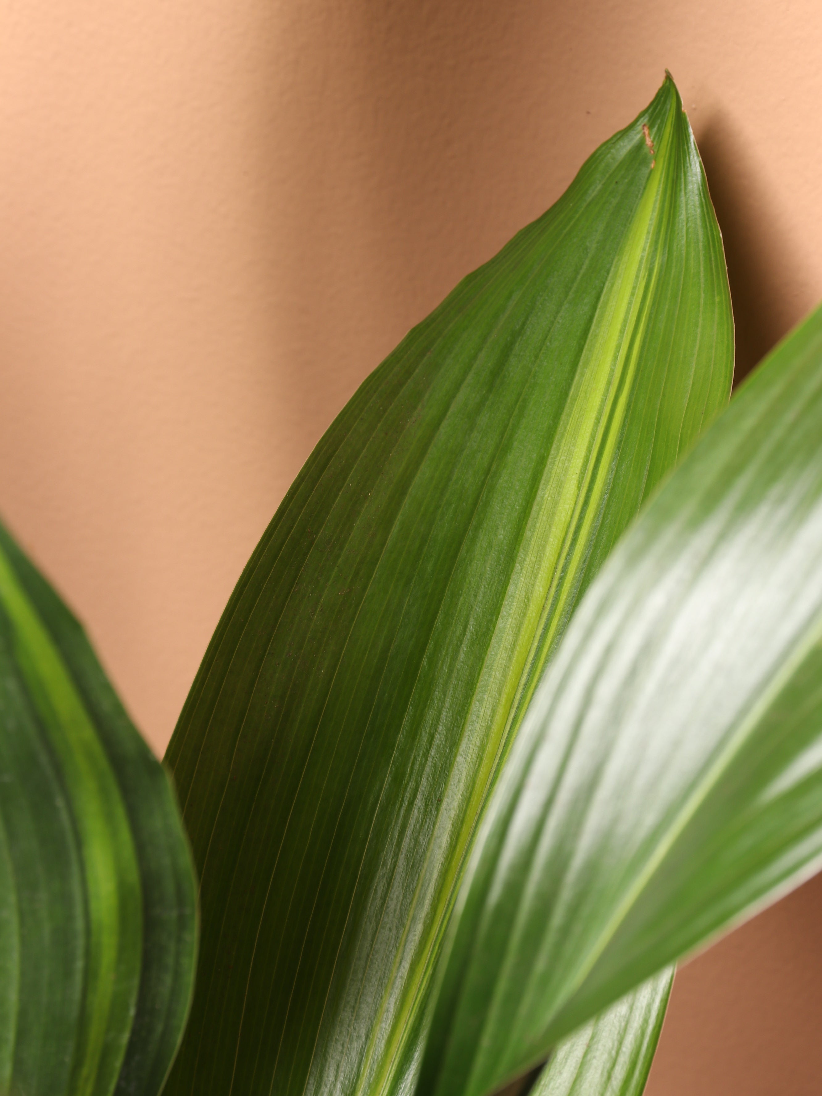 Large Cast Iron Plant