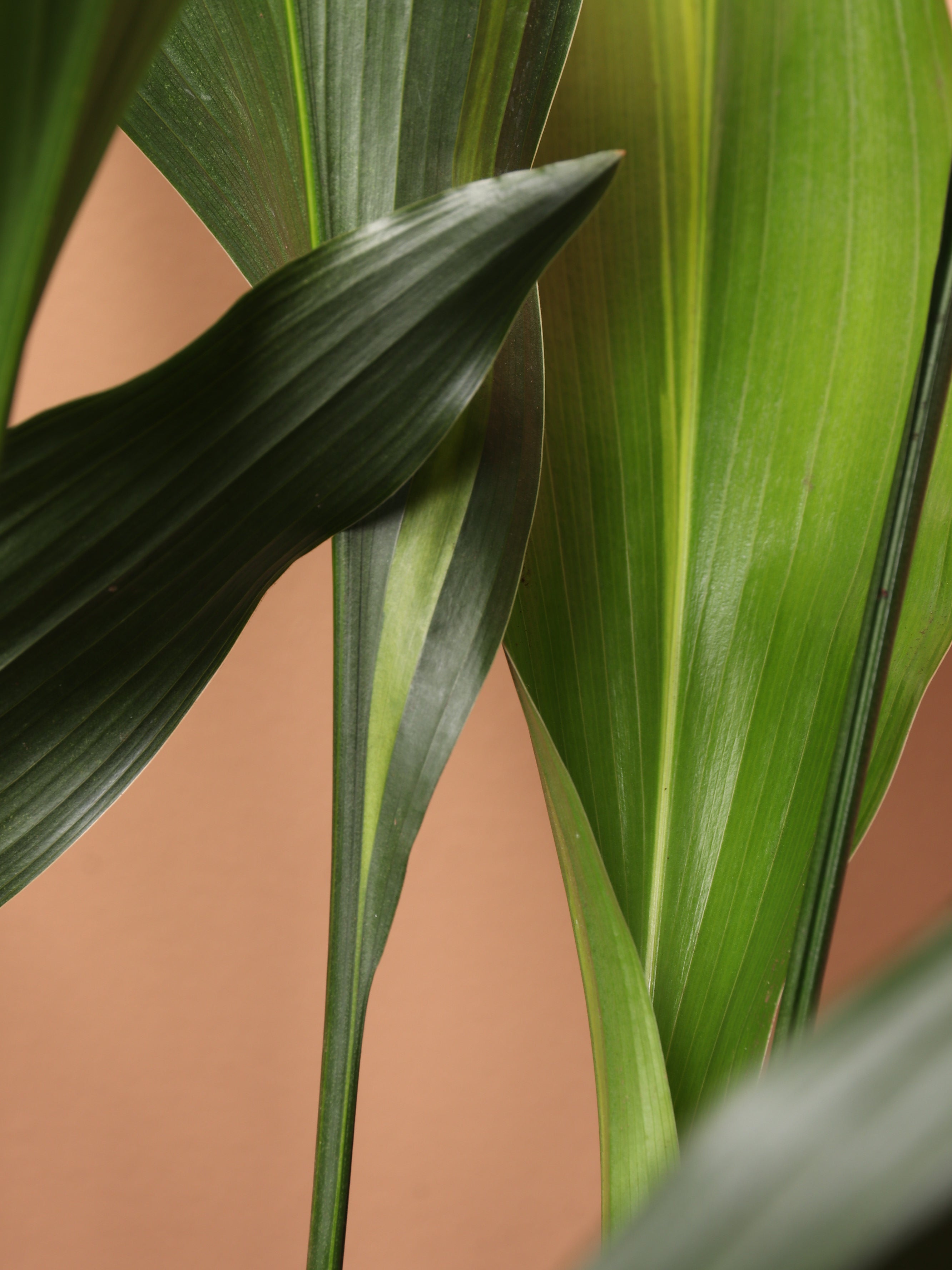 Large Cast Iron Plant