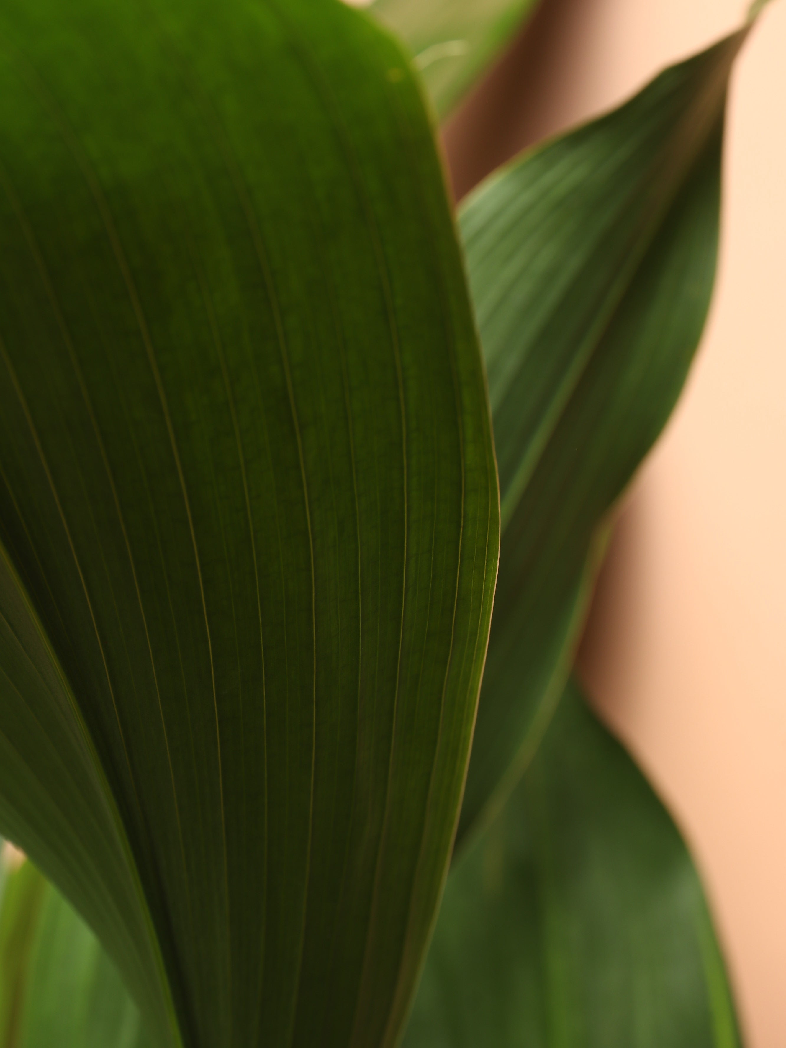 Large Cast Iron Plant