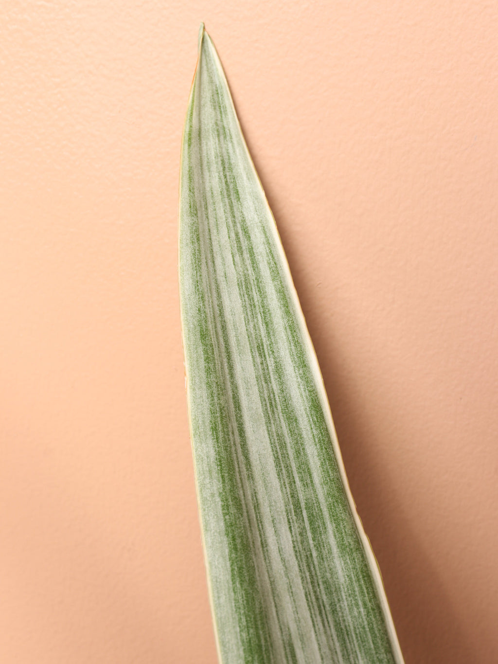 Large Snake Plant 'Sayuri'