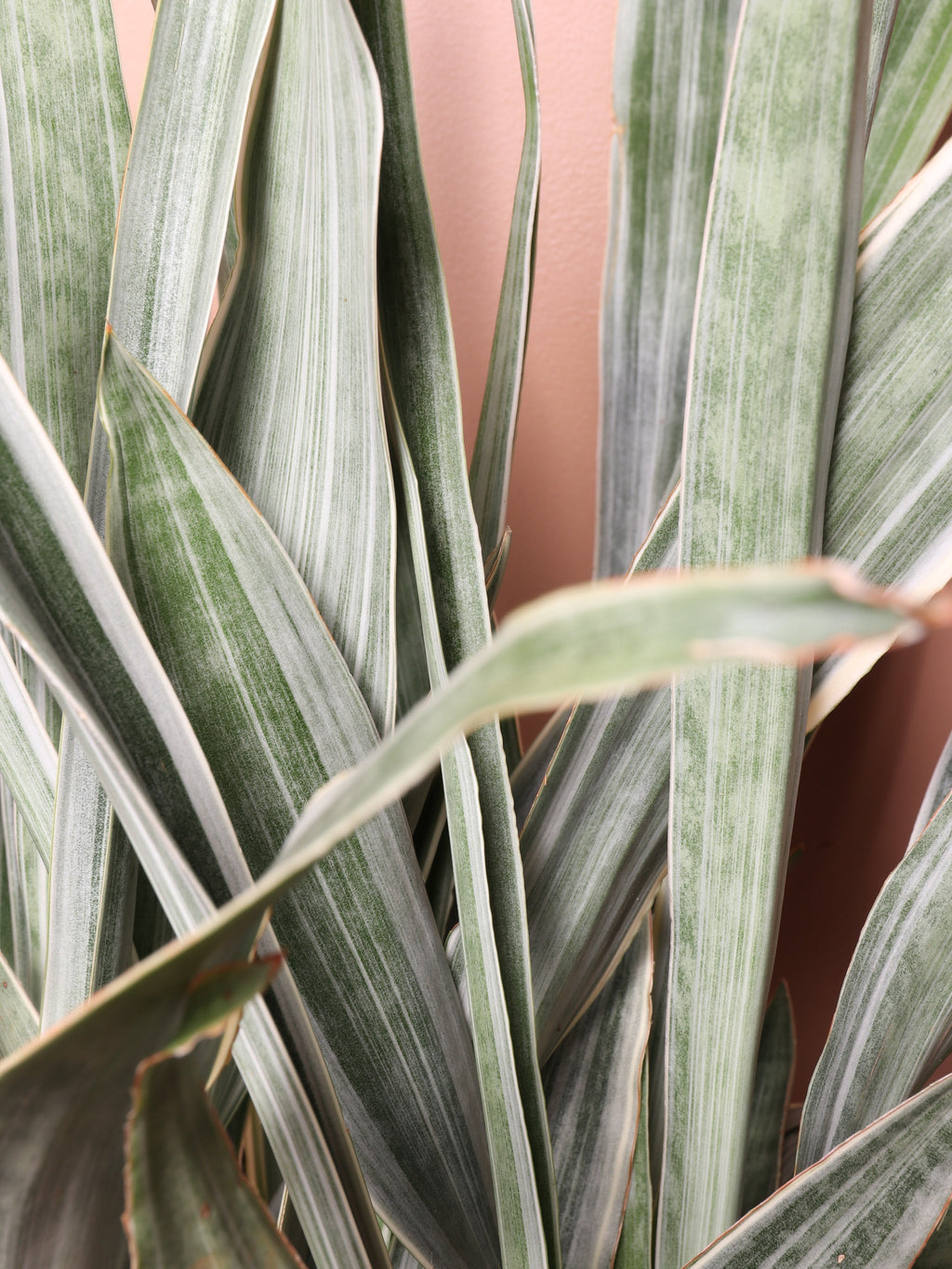 Large Snake Plant 'Sayuri'