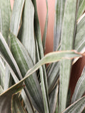 Large Snake Plant 'Sayuri'