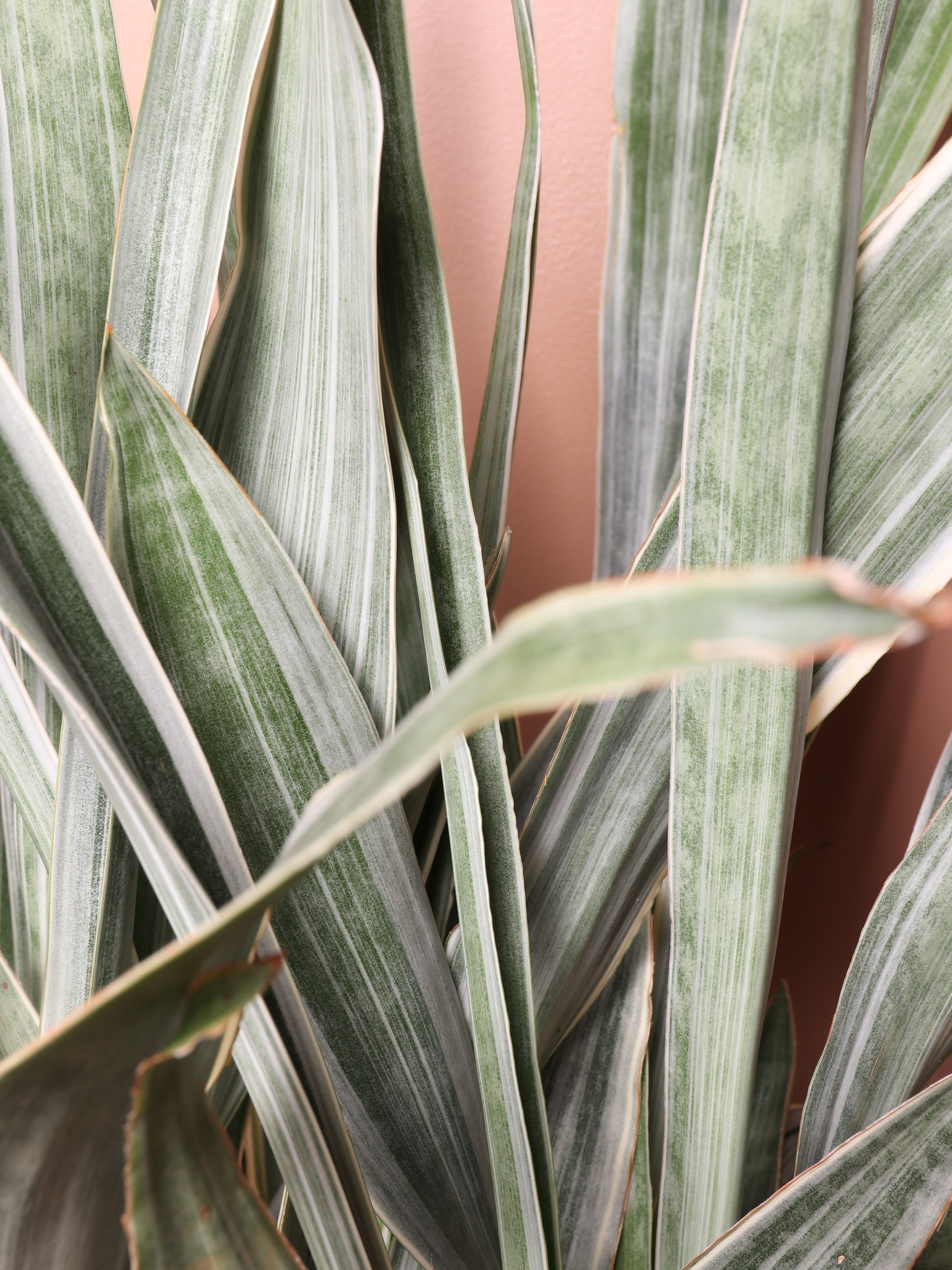 Large Snake Plant 'Sayuri'