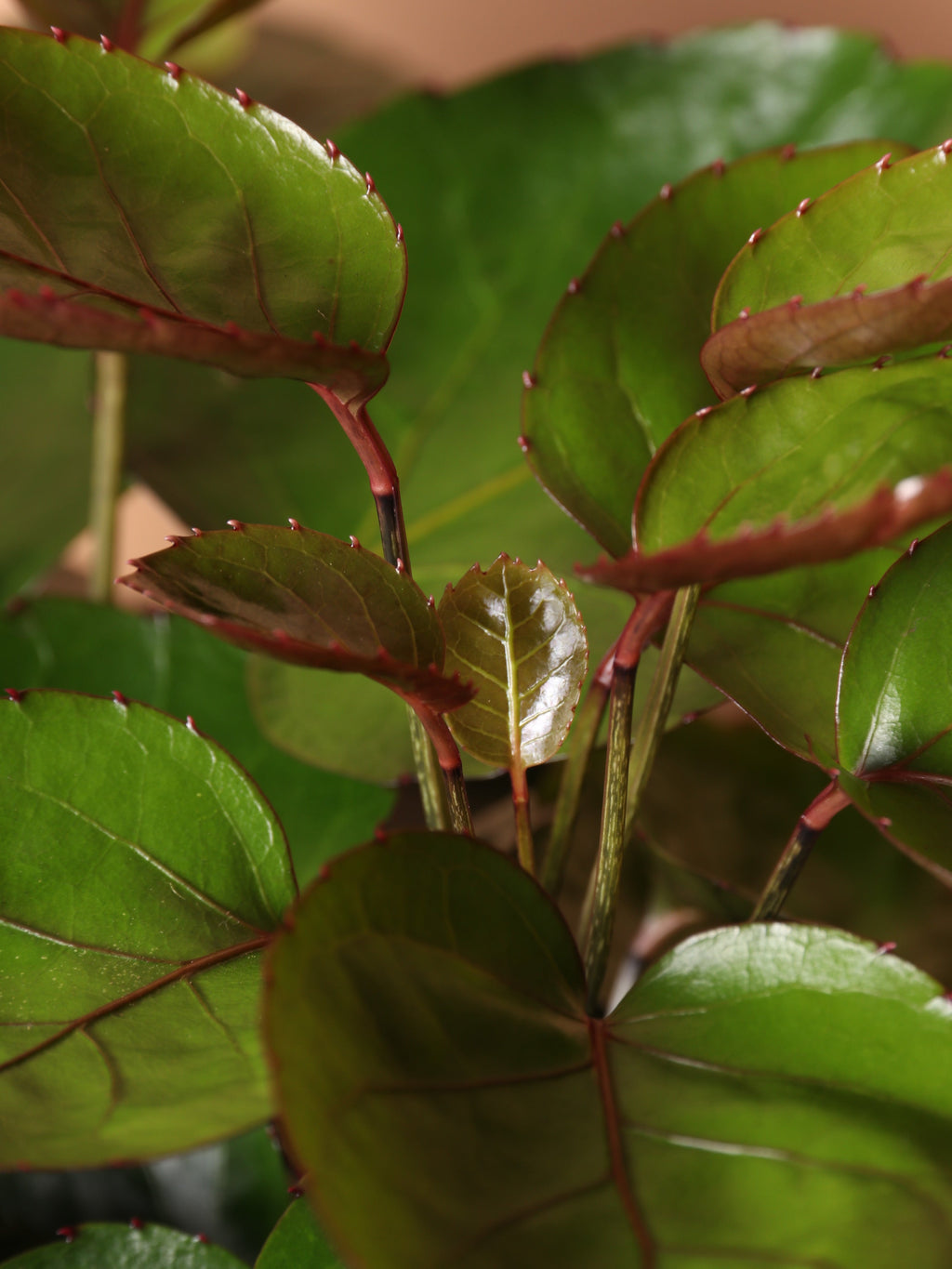 Extra Large Fabian Aralia