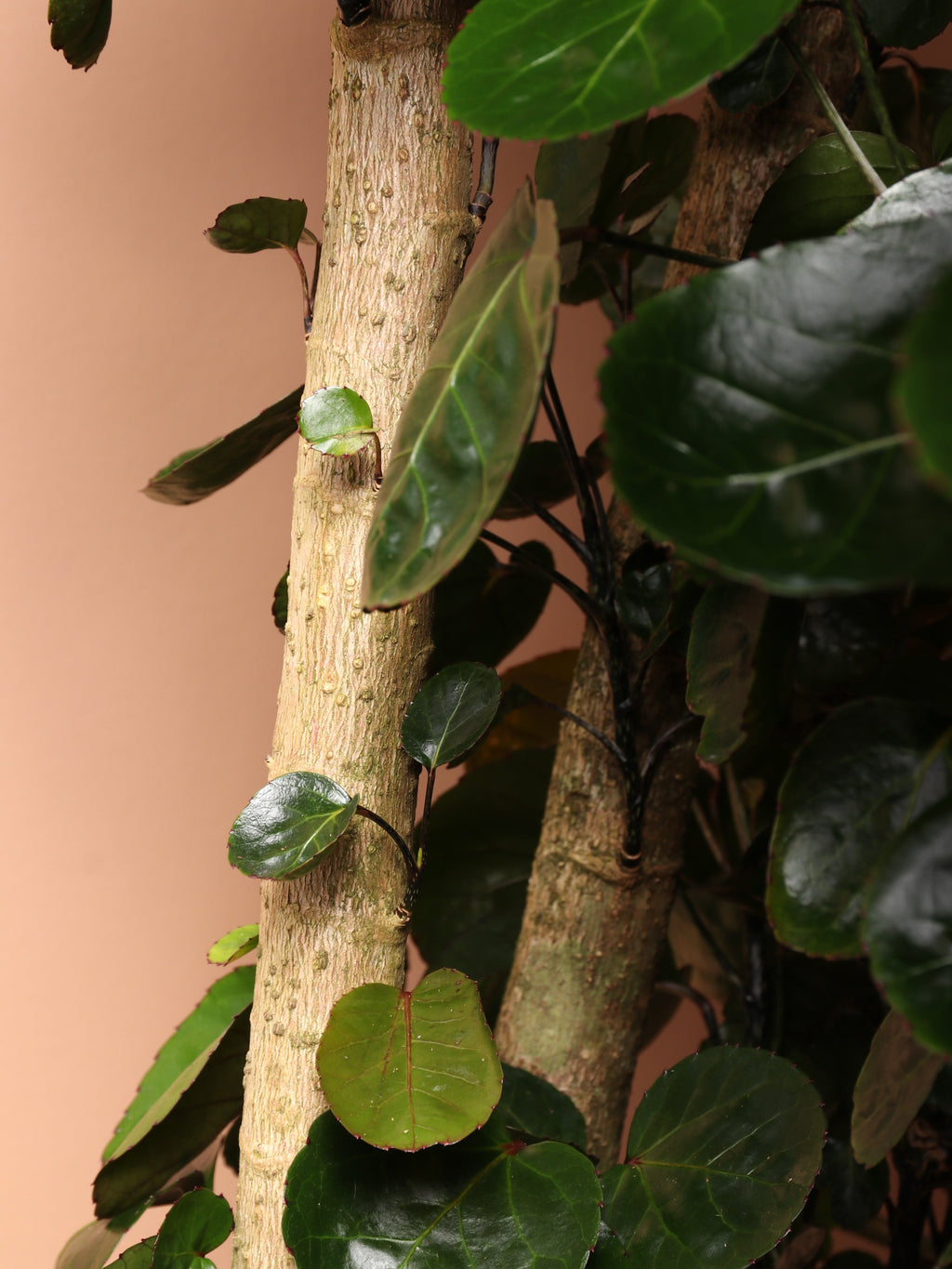 Extra Large Fabian Aralia