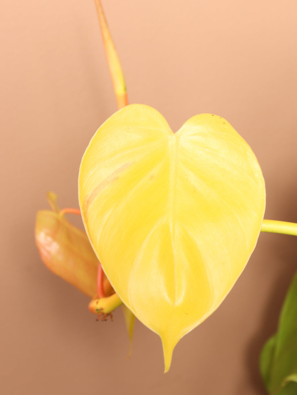 Extra Large Philodendron Cordatum Neon