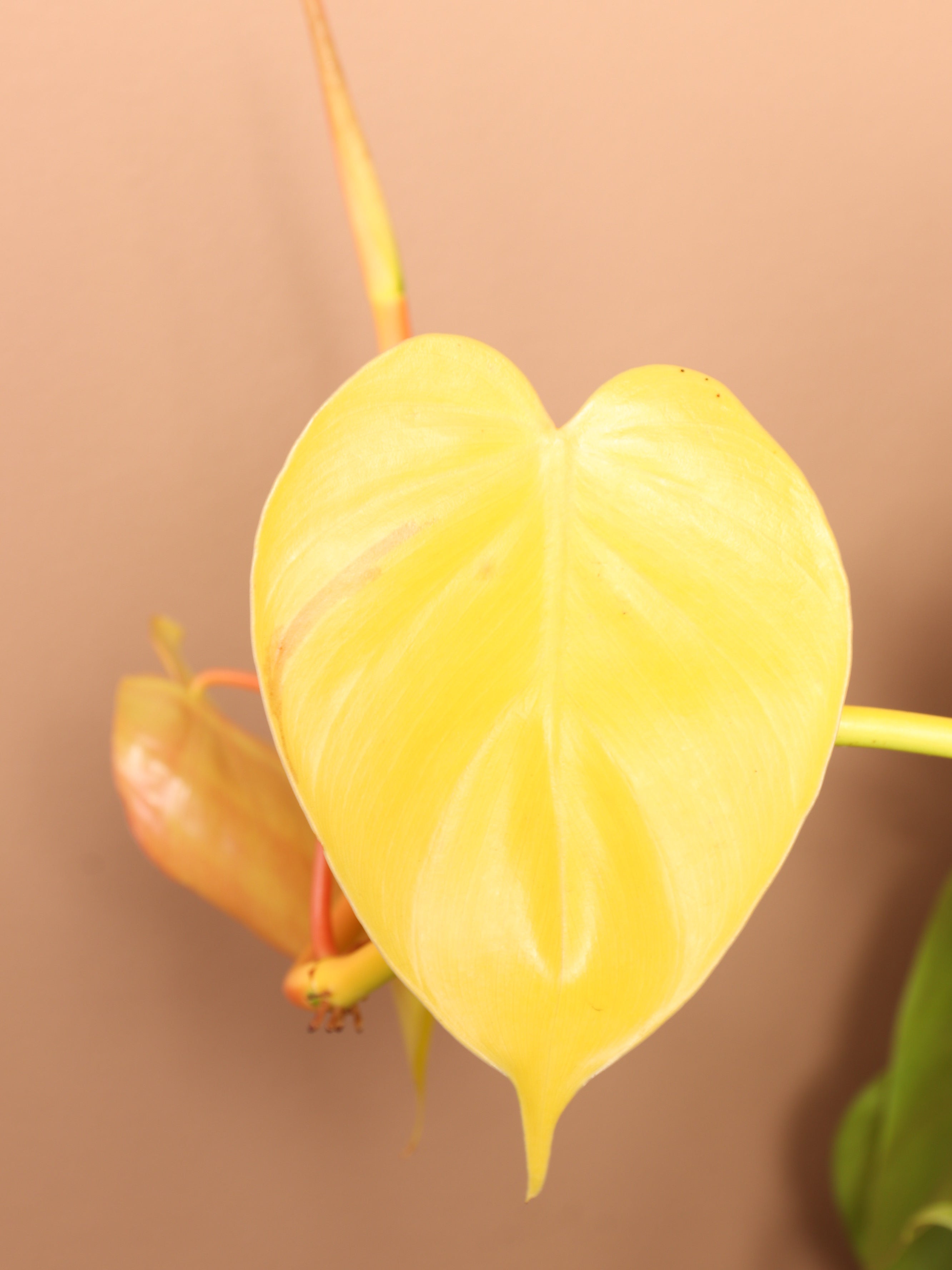 Extra Large Philodendron Cordatum Neon