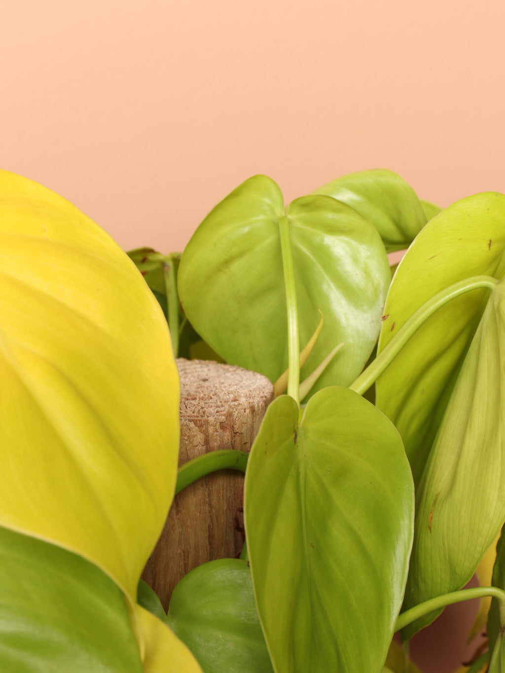 Extra Large Philodendron Cordatum Neon