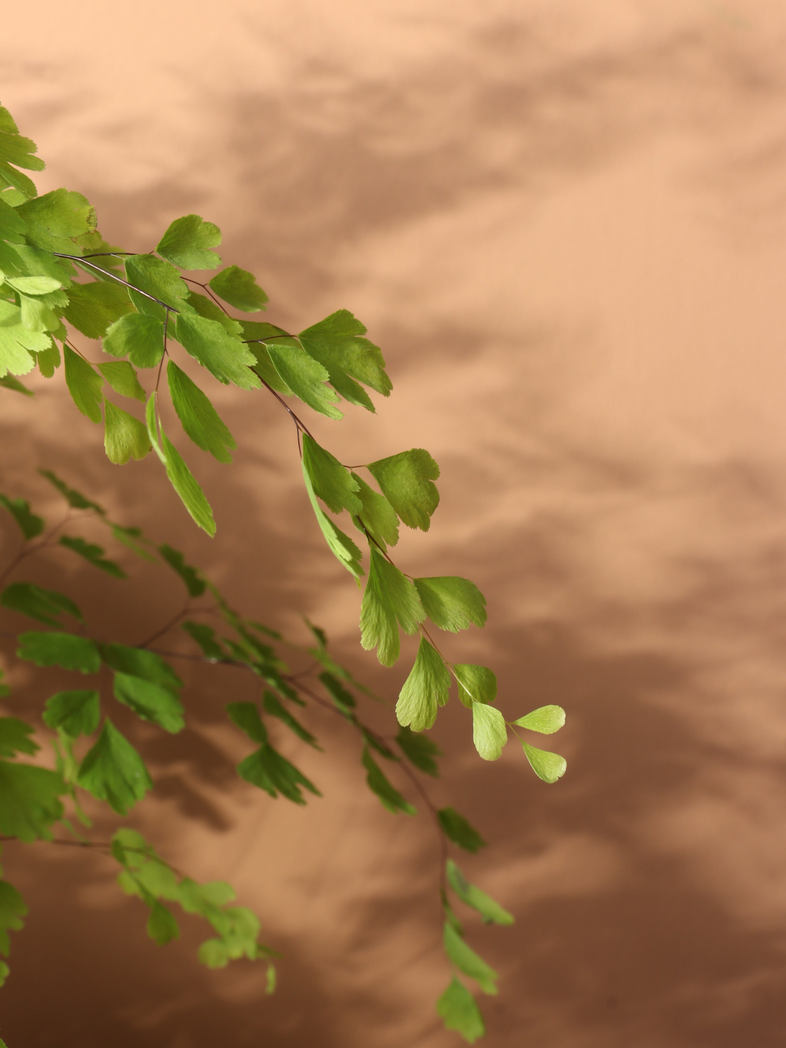 Medium Maidenhair Fern