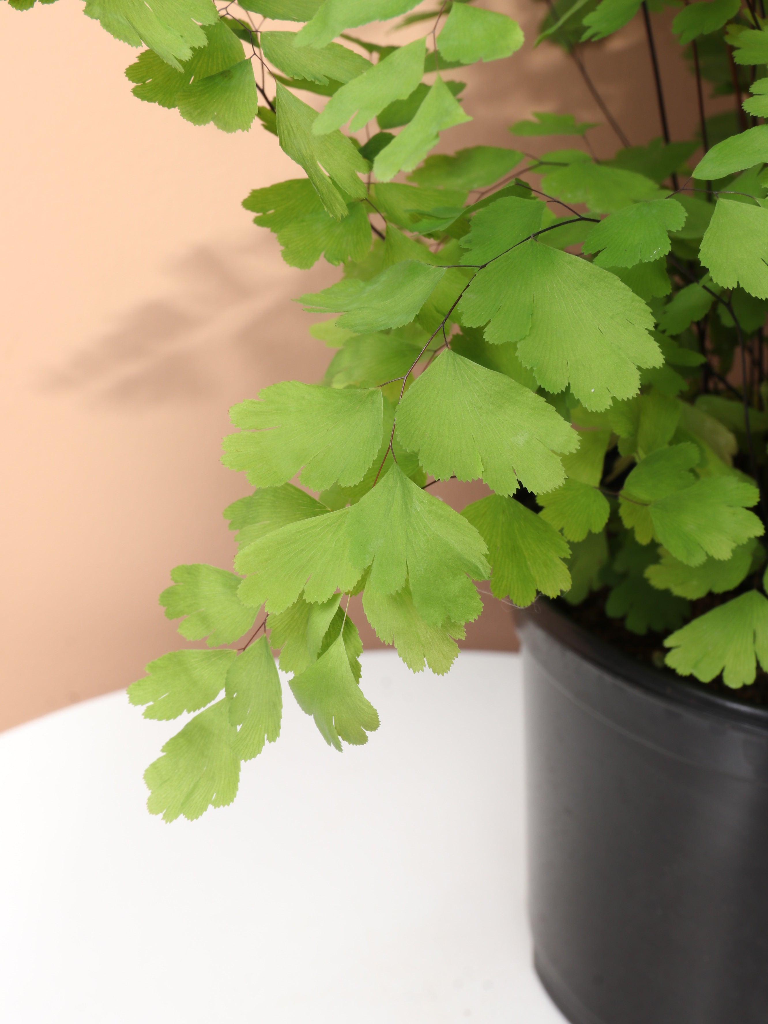 Medium Maidenhair Fern