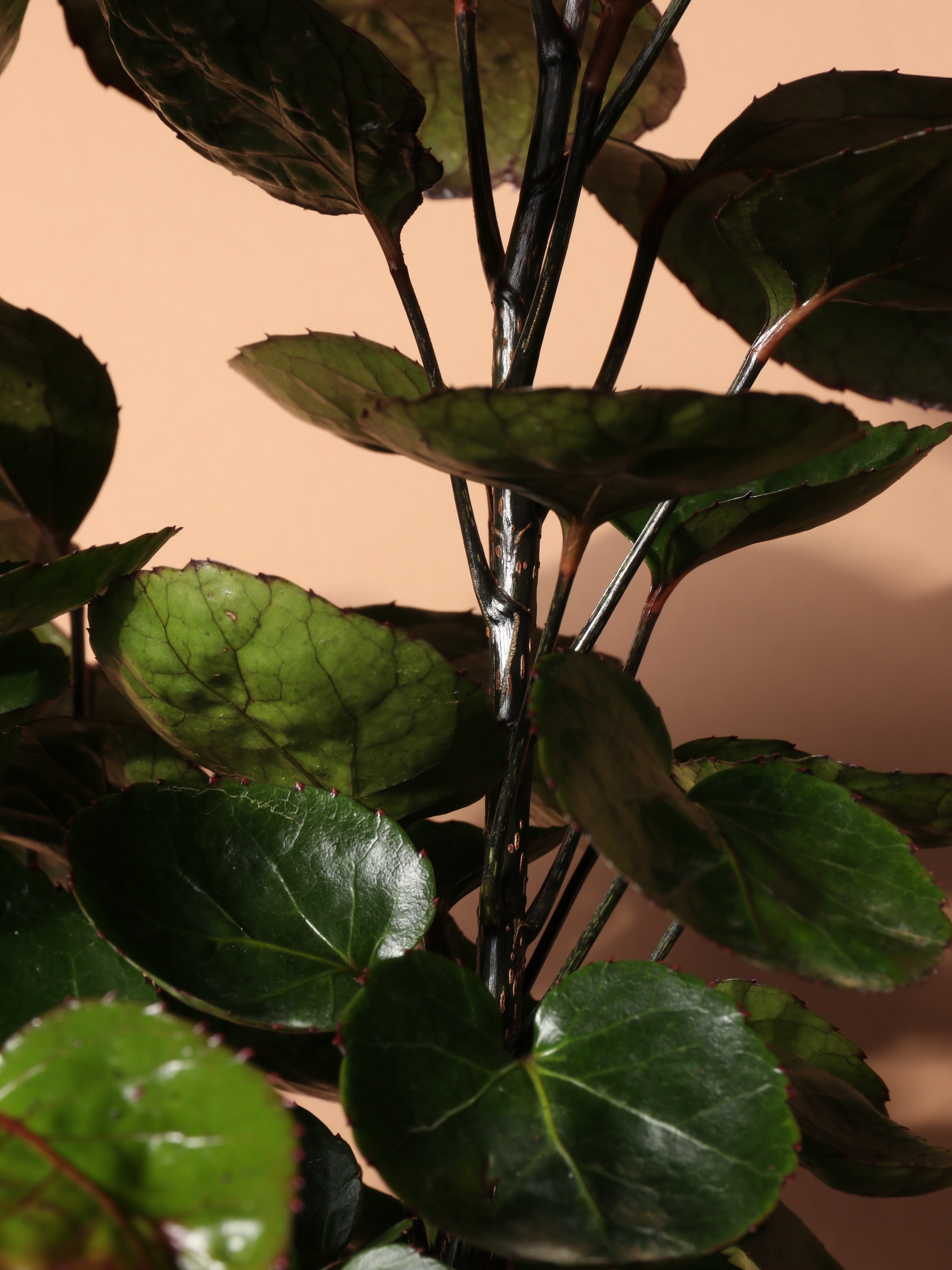 Medium Fabian Aralia