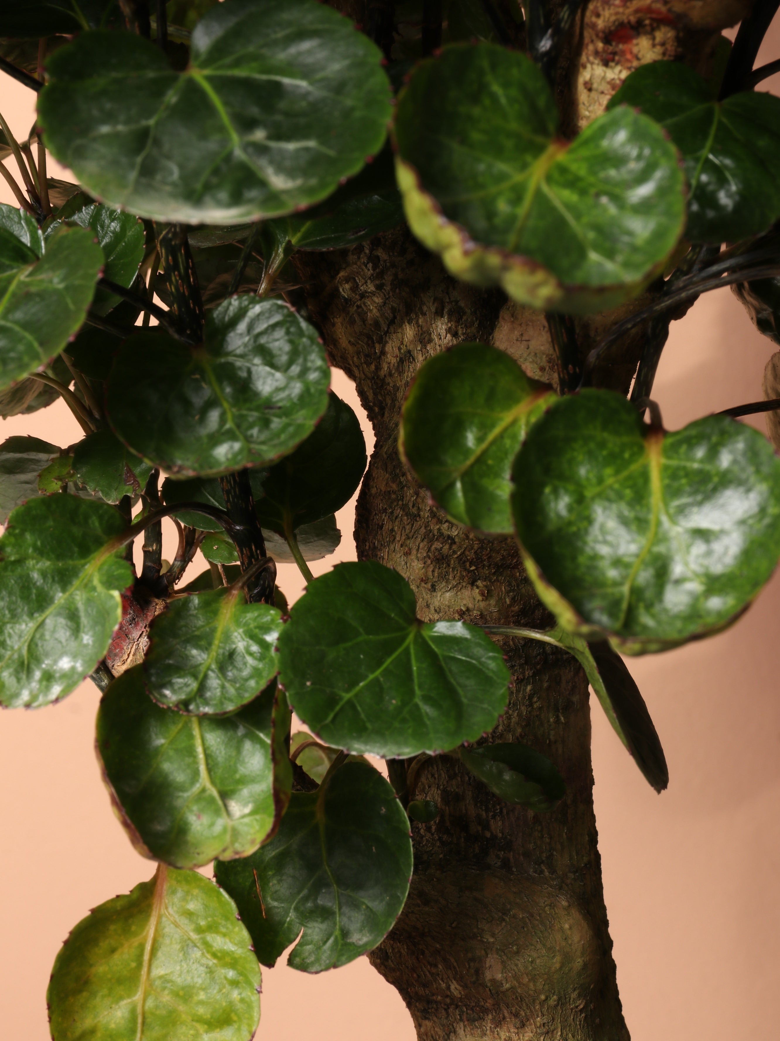 Medium Fabian Aralia