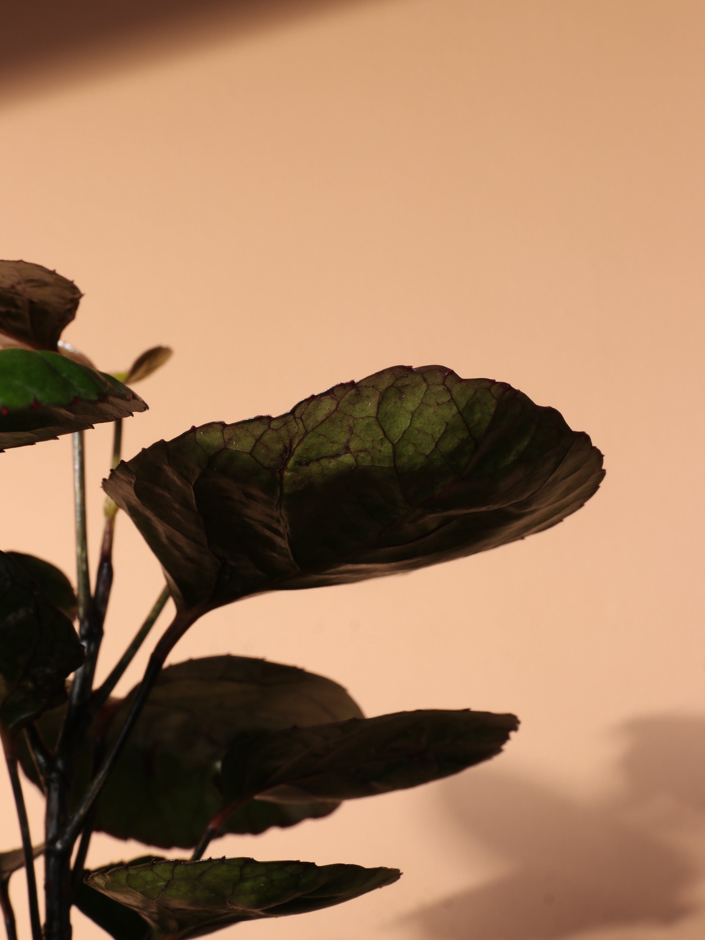 Medium Fabian Aralia