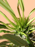 Medium Madagascar Palm