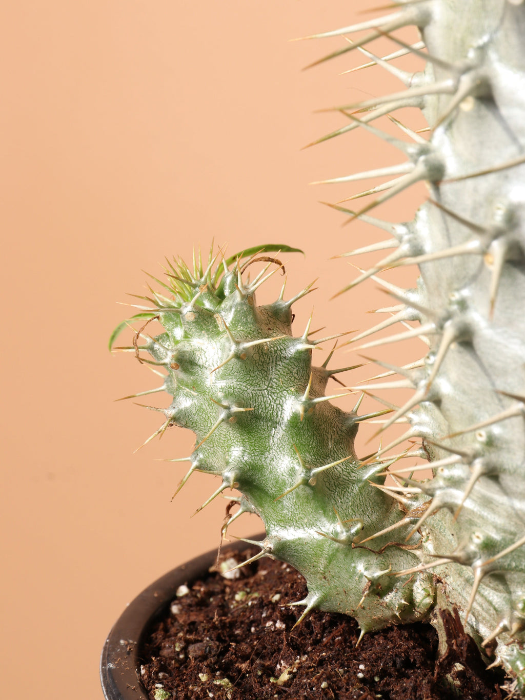 Medium Madagascar Palm