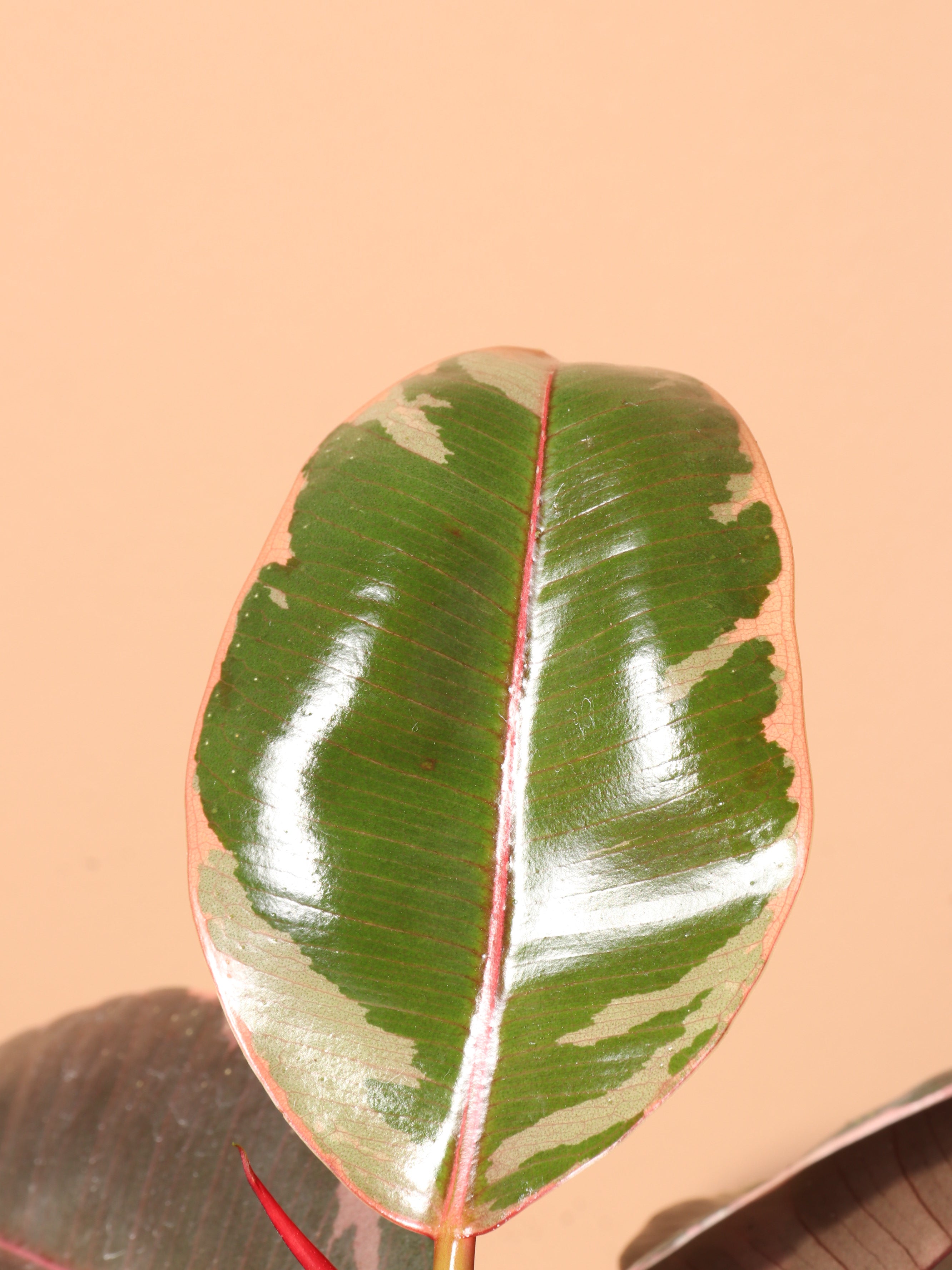 Medium Ruby Rubber Tree (Ficus Elastica Ruby)