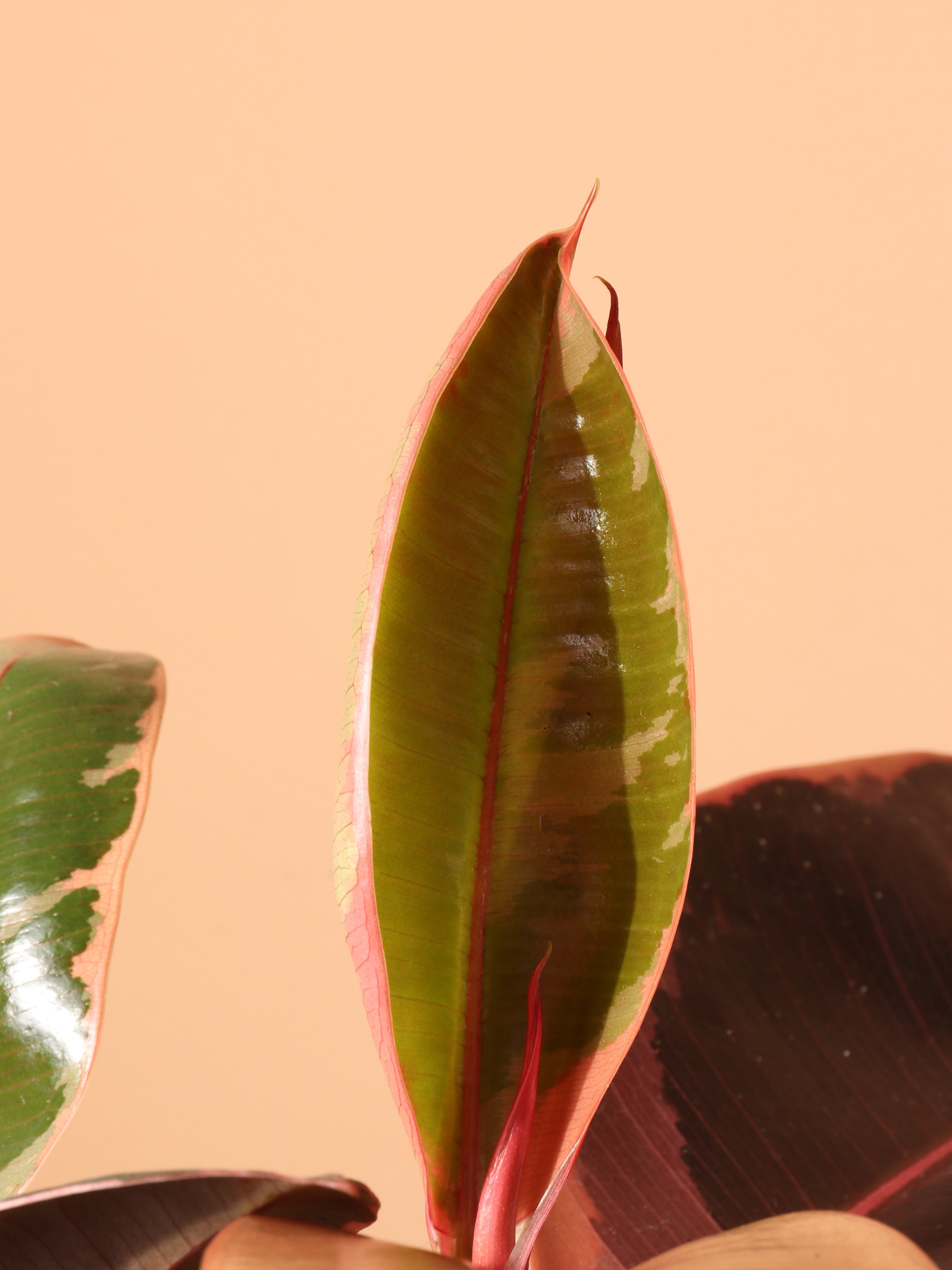 Medium Ruby Rubber Tree (Ficus Elastica Ruby)