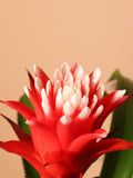Medium Red Bromeliad