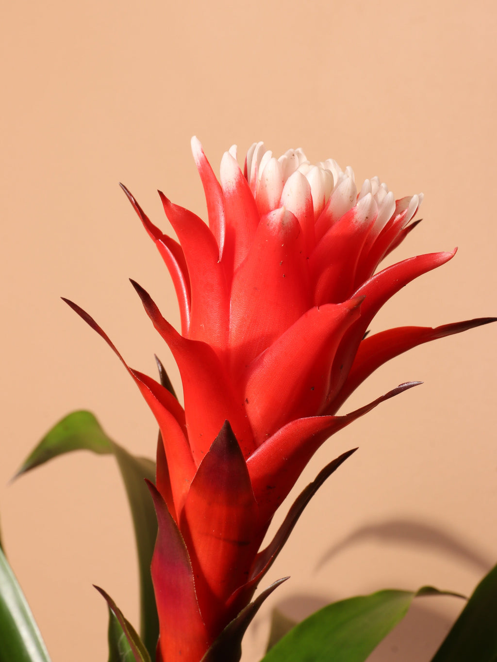 Medium Red Bromeliad