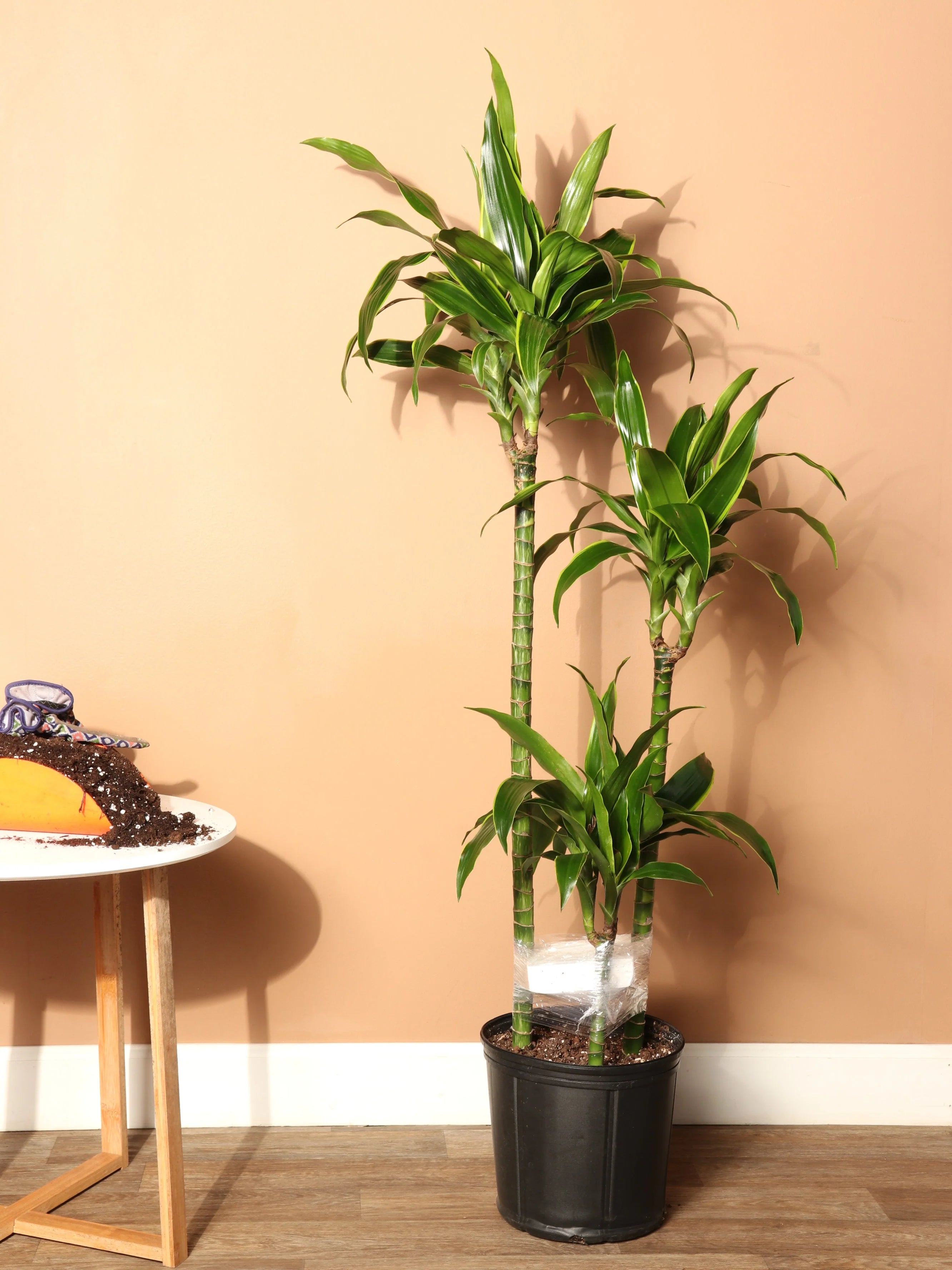 Extra Large Dracaena 'Carmen' Cane