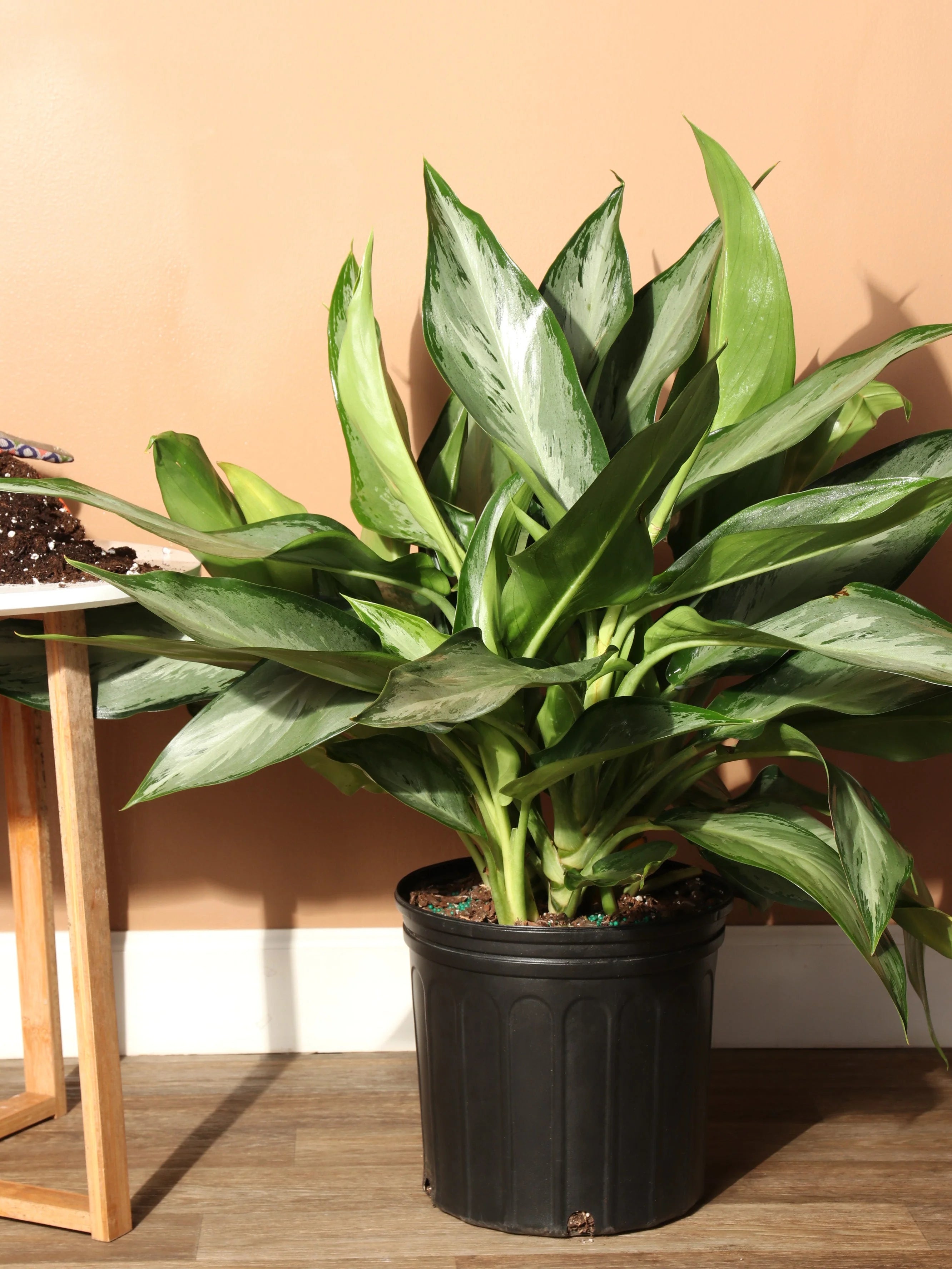 Large Aglaonema 'Silverado