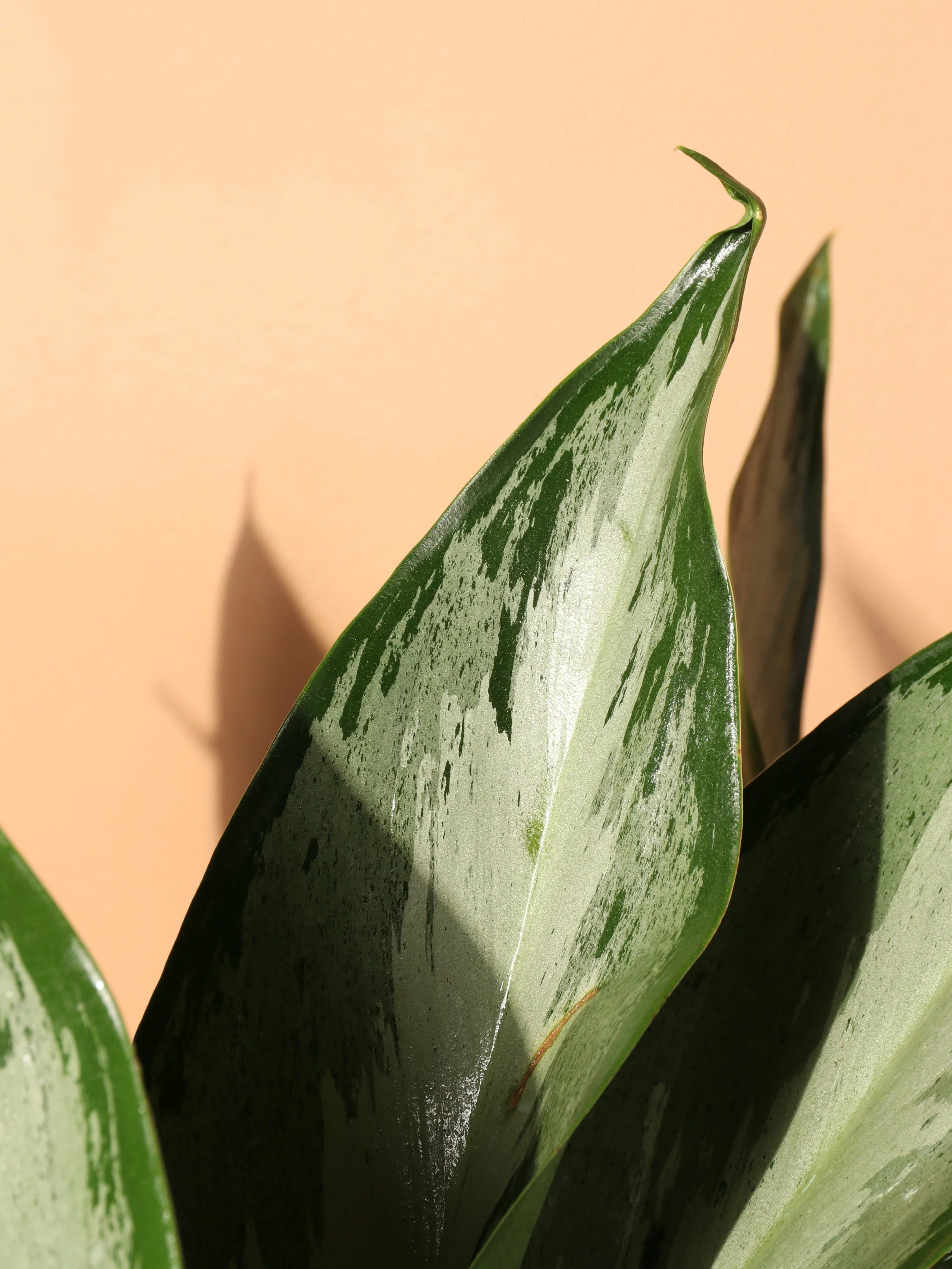 Large Aglaonema 'Silverado