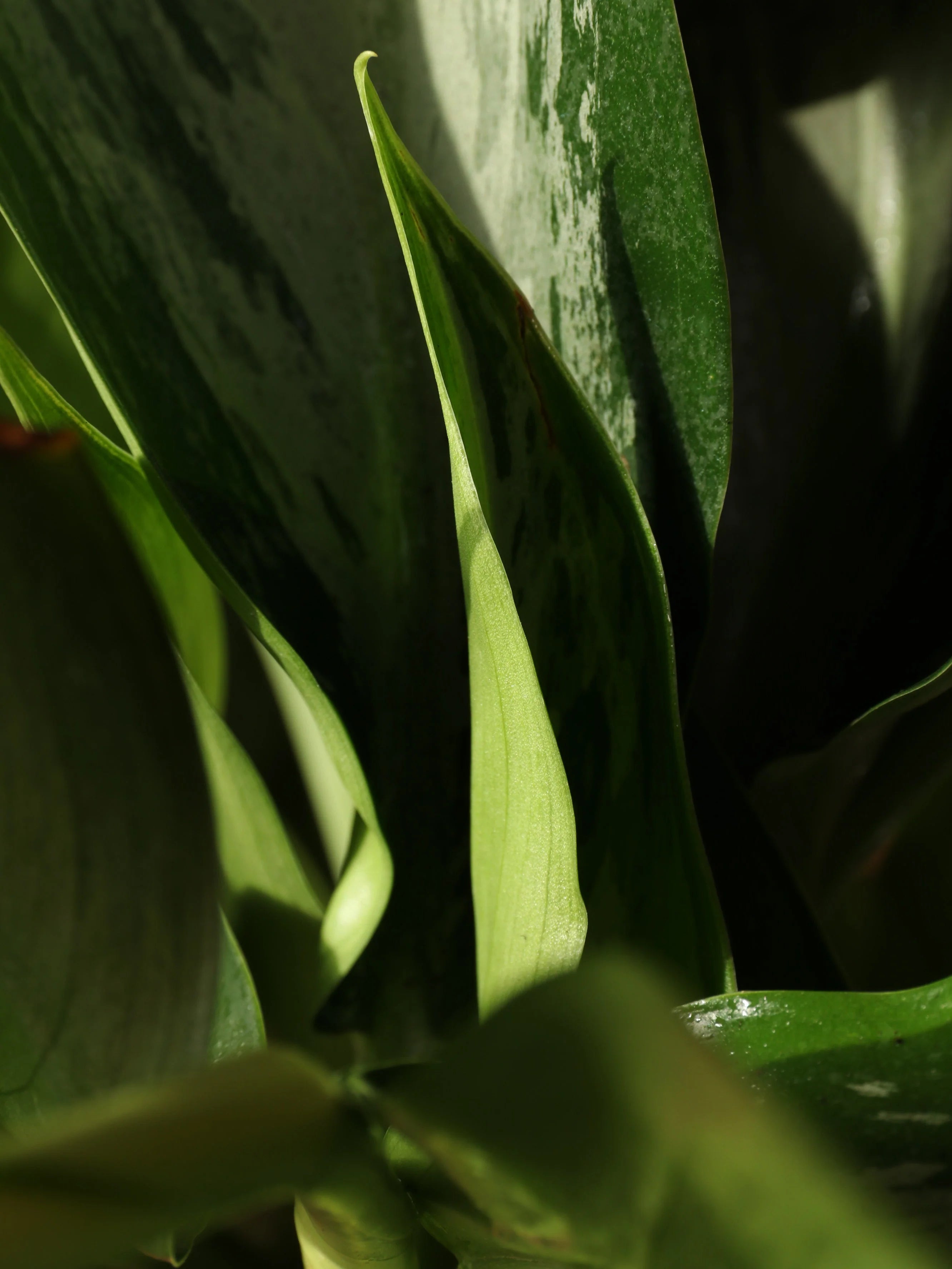 Large Aglaonema 'Silverado