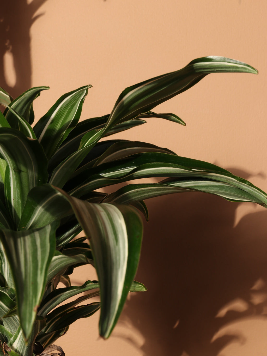 Extra Large Dracaena 'Warneckii'