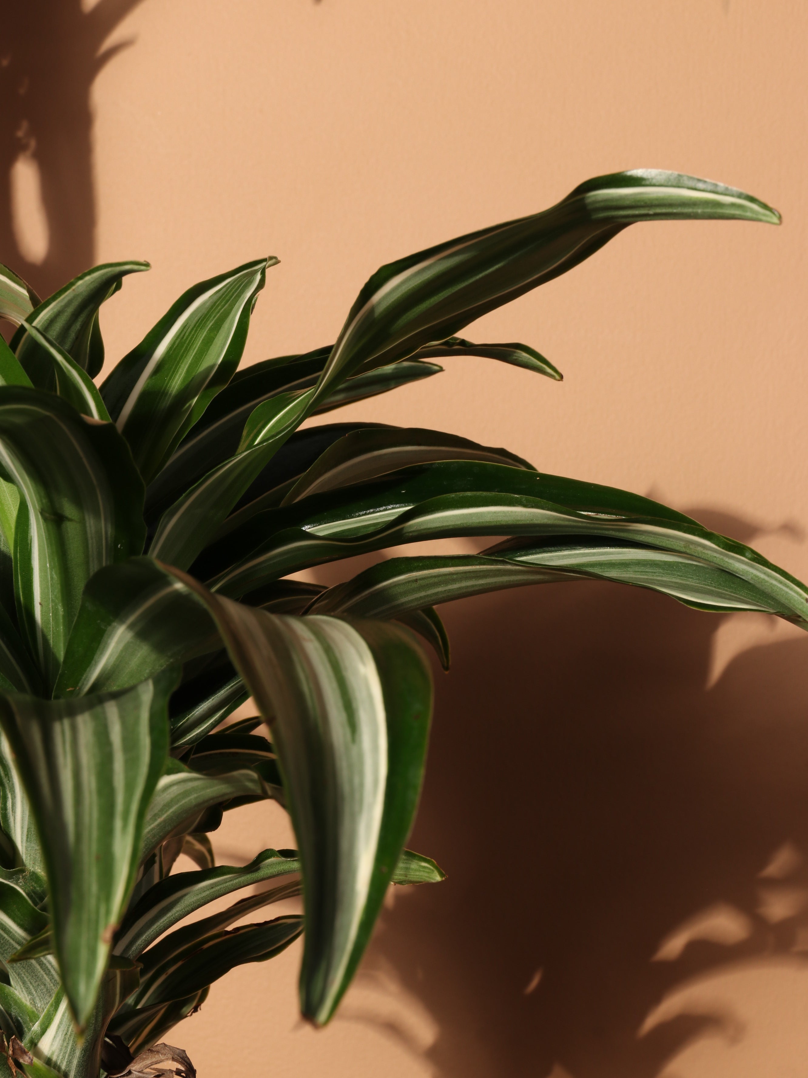 Extra Large Dracaena 'Warneckii'