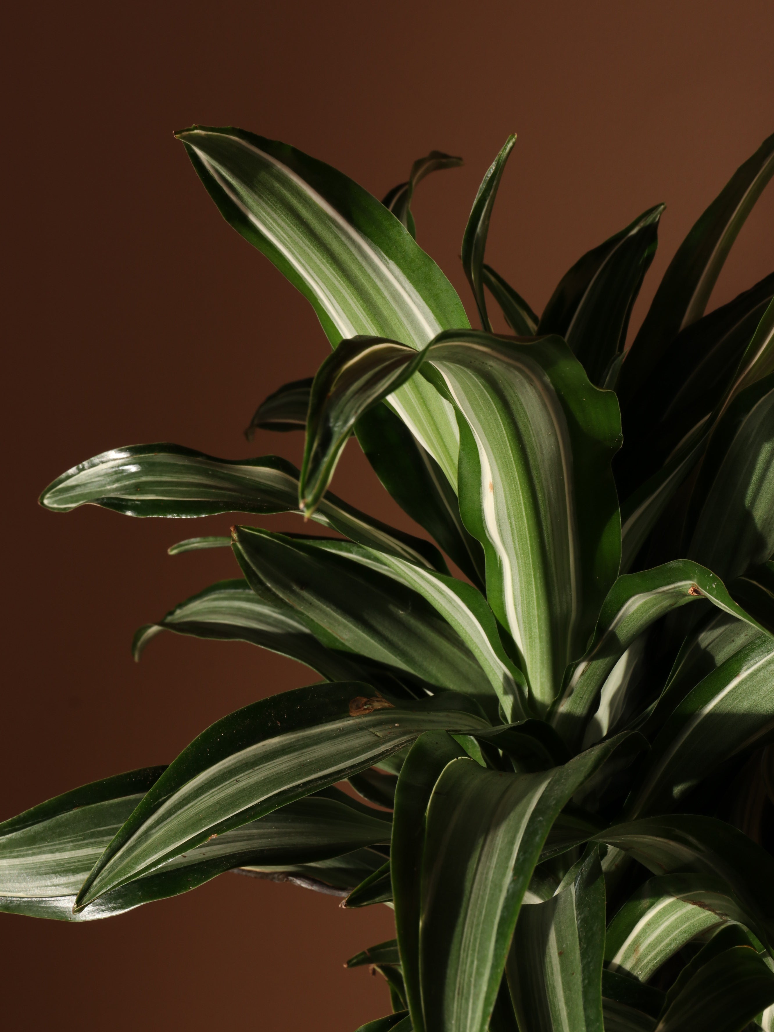 Extra Large Dracaena 'Warneckii'