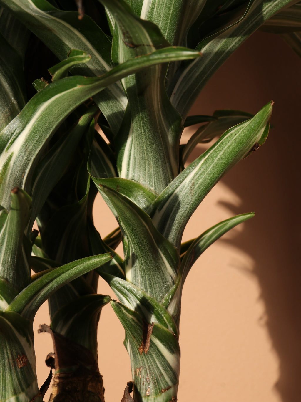Extra Large Dracaena 'Warneckii'