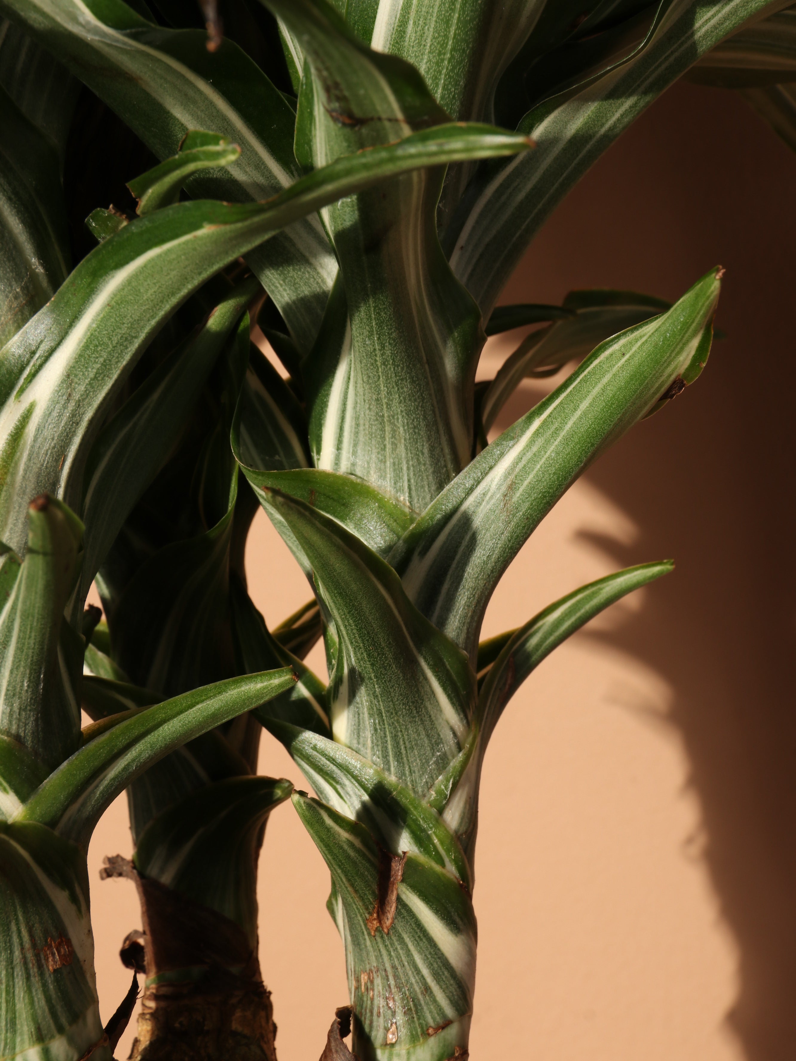Extra Large Dracaena 'Warneckii'