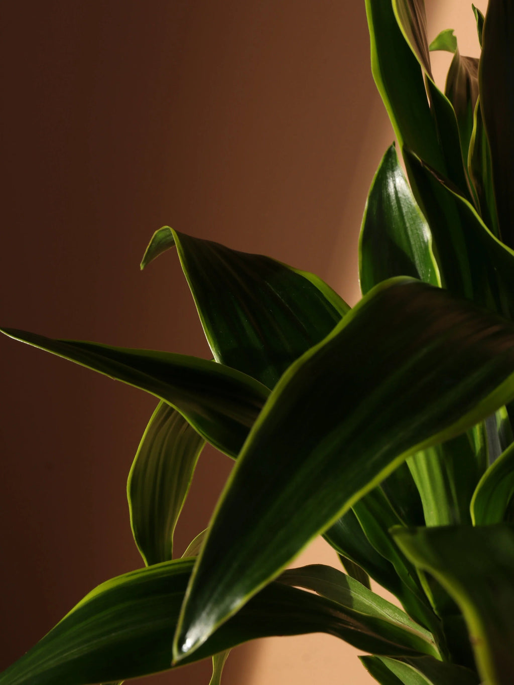 Extra Large Dracaena 'Carmen' Cane