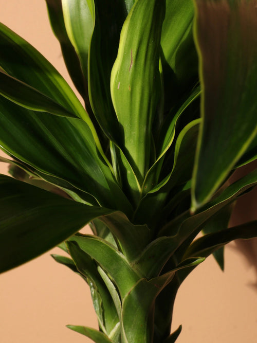 Extra Large Dracaena 'Carmen' Cane