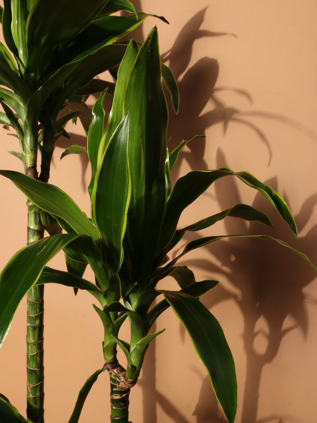 Extra Large Dracaena 'Carmen' Cane